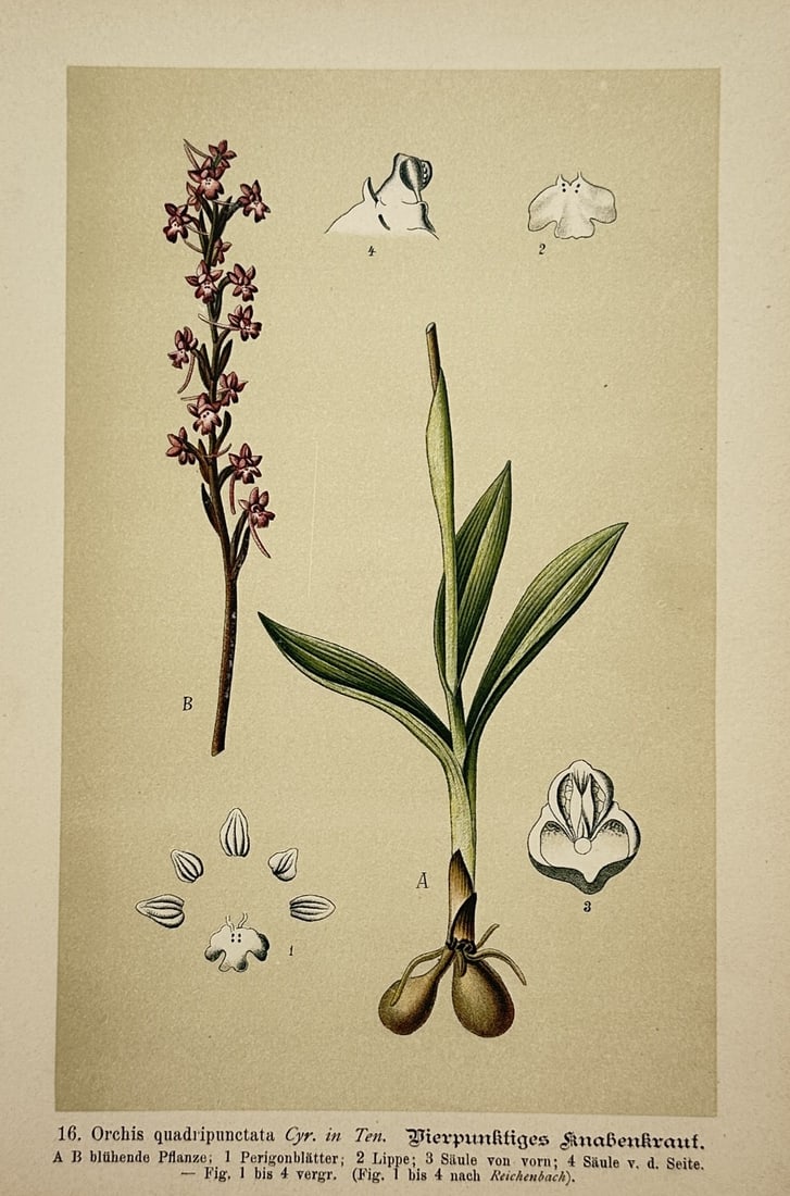 Max Schulze (1841–1921) – Botanical Study of Orchis Quadripunctata – Lithograph (1894) (1 of 2)