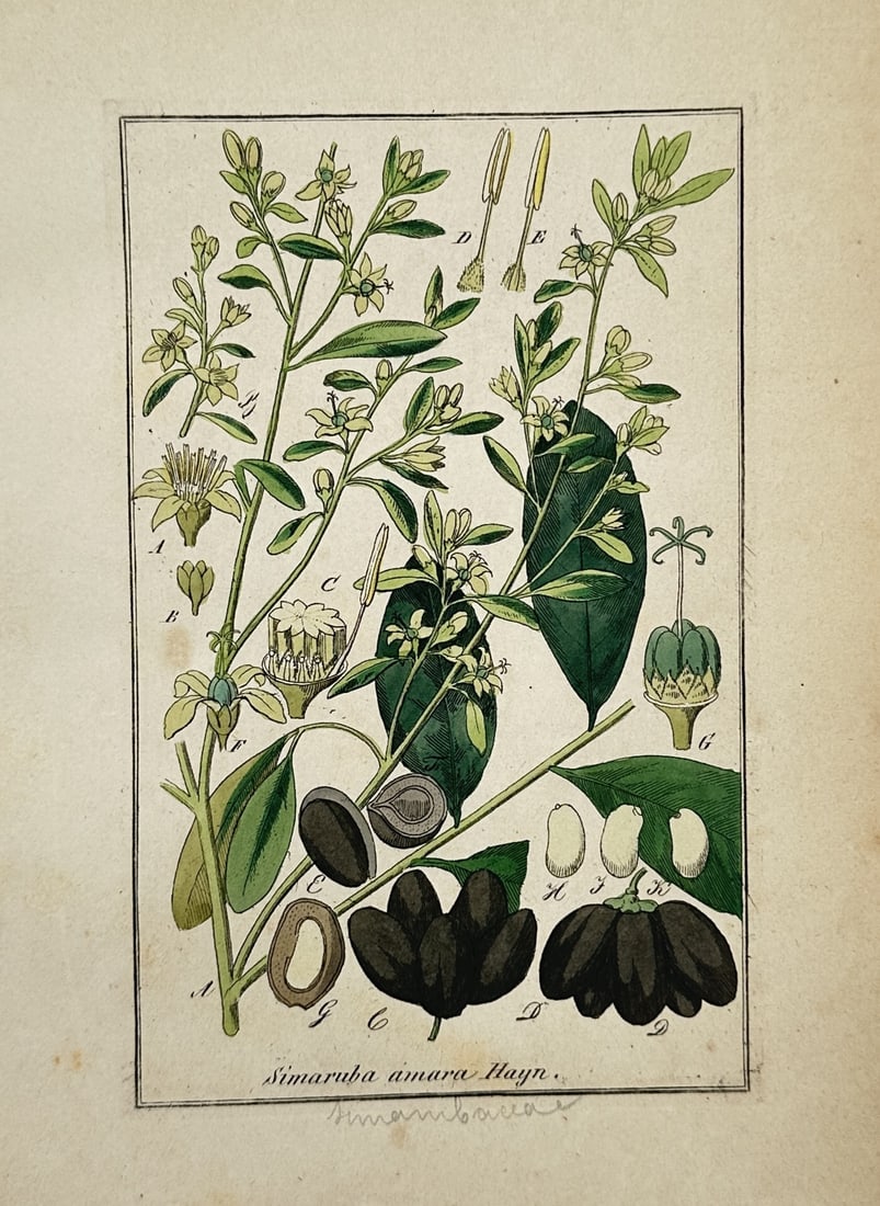 Friedrich Gottlob Hayne – Botanical Study of Simaruba Amara – Hand-coloured Engraving: "Simaruba Amara" This botanical illustration depicts a bitterwood specimen, showing leafy branches bearing clusters of small flowers along with detailed sections of the fruit and internal seed structu