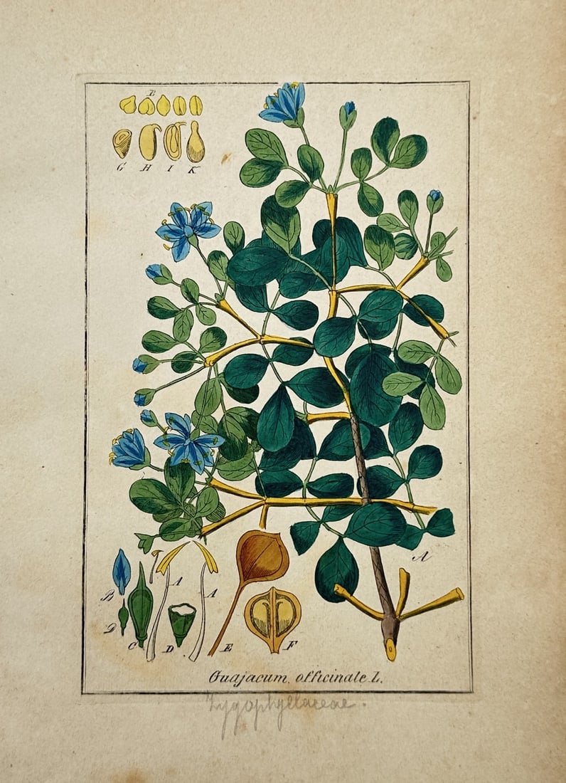 Friedrich Gottlob Hayne – Botanical Study of Guajacum Officinale – Hand-coloured Engraving (1 of 2)
