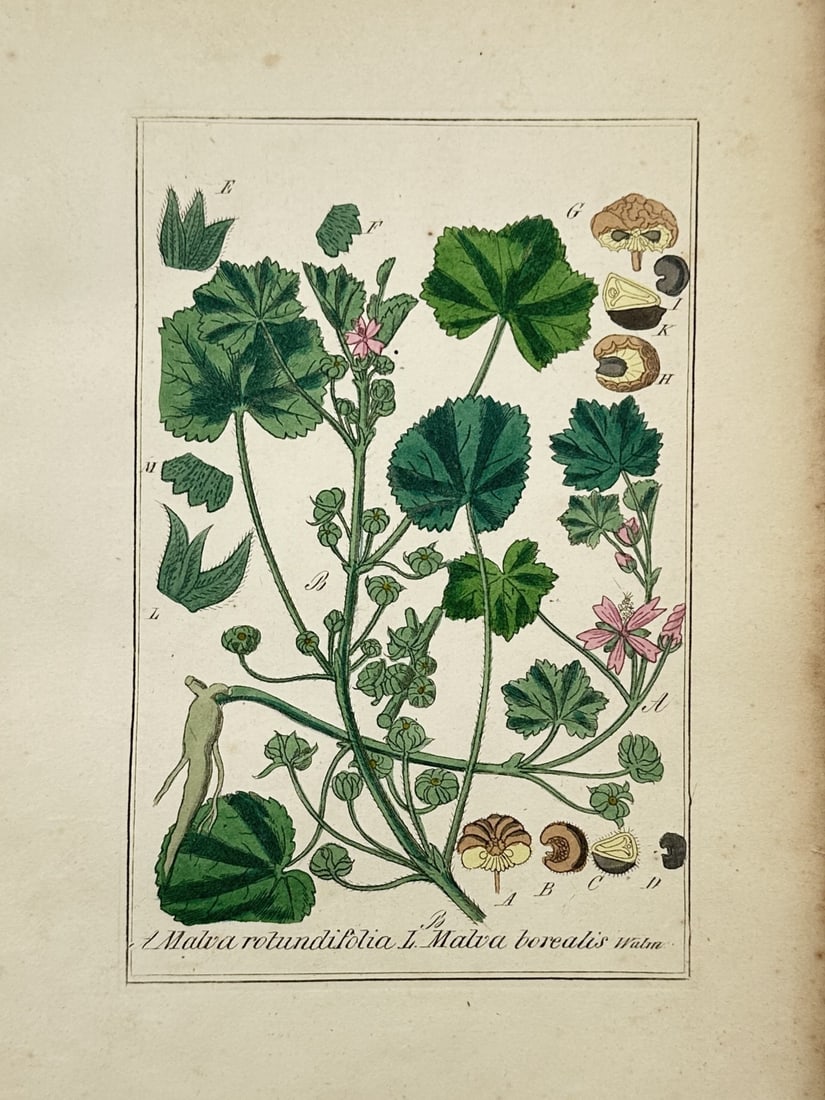 Friedrich Gottlob Hayne – Botanical Study of Malva Rotundifolia and Malva Borealis (1 of 2)
