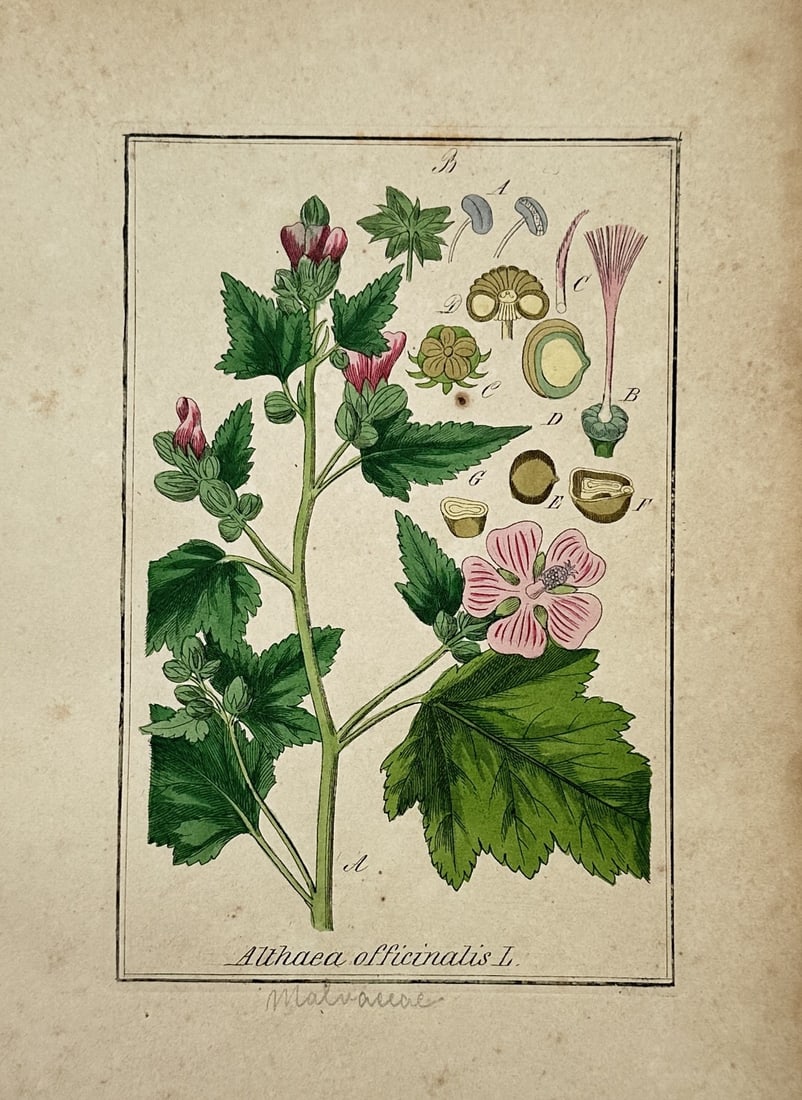 Friedrich Gottlob Hayne – Botanical Study of Althaea Officinalis – Hand-coloured Engraving: "Althaea Officinalis" This botanical illustration depicts a marshmallow plant specimen, showing a central branching stem with lobed green leaves, closed buds, and open pale pink flowers. The compositi