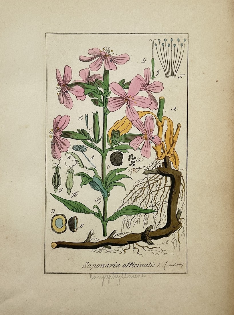 Friedrich Gottlob Hayne – Botanical Study of Saponaria Officinalis – Hand-coloured Engraving: "Saponaria Officinalis" This botanical illustration depicts a common soapwort plant specimen, showing a central leafy stem bearing an array of pink blossoms alongside its woody root structure and fibr