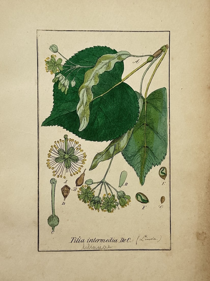 Friedrich Gottlob Hayne – Botanical Study of the Linden Tree – Hand-coloured Engraving (1 of 2)