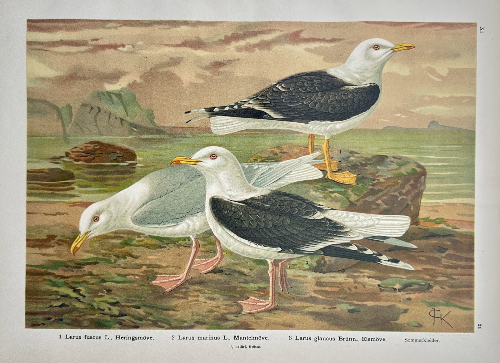 Johann Friedrich Naumann – Ornithological Study of Gulls – Chromolithograph (1905) (1 of 2)