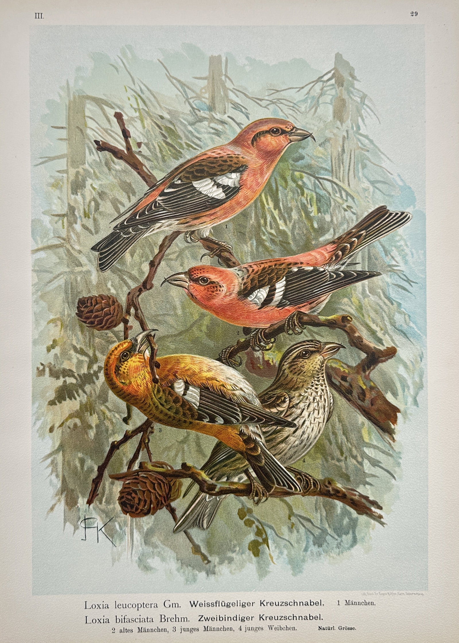 Johann Friedrich Naumann – Ornithological Study of Crossbills – Chromolithograph (1905): "Loxia Leucoptera and Loxia Bifasciata" This natural history illustration depicts variations of crossbill species, showing the distinctive curved bills, varying red, orange, and speckled plumage patte