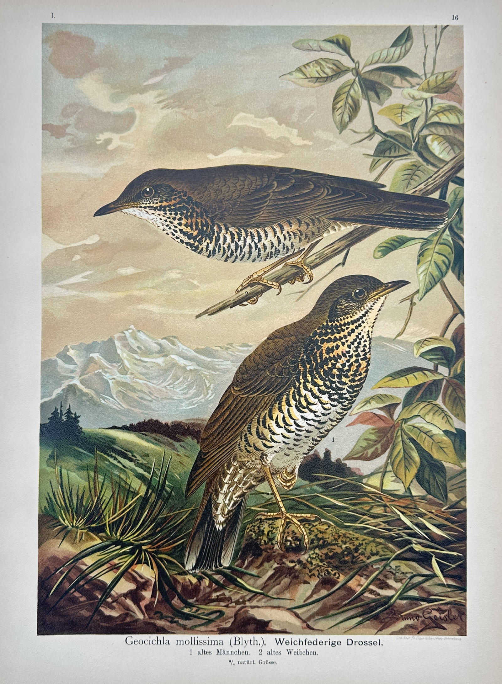 Johann Friedrich Naumann – Ornithological Study of Thrushes – Chromolithograph (1905): "Geocichla Mollissima" This natural history illustration depicts alpine thrush specimens, showing their intricate brown, scalloped plumage and speckled underparts characteristic of the species. One bi