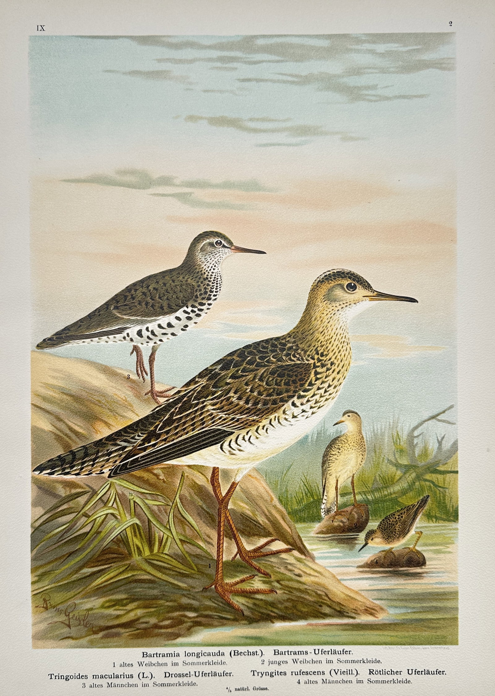 Johann Friedrich Naumann – Ornithological Study of Sandpipers and Shorebirds – Chromolithograph (1 of 2)
