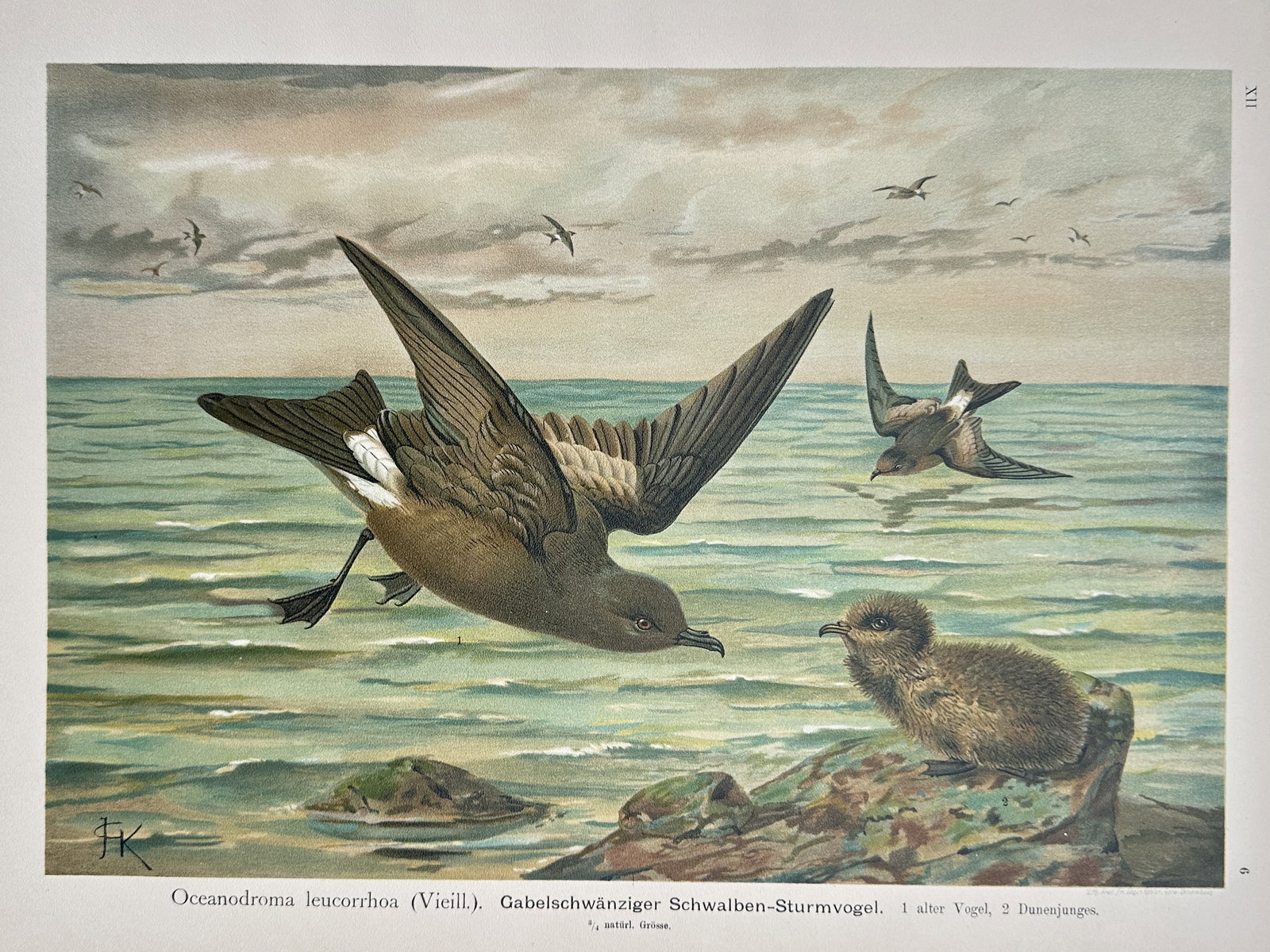 Johann Friedrich Naumann – Ornithological Study of Leach's Storm Petrels – Chromolithograph (1 of 2)