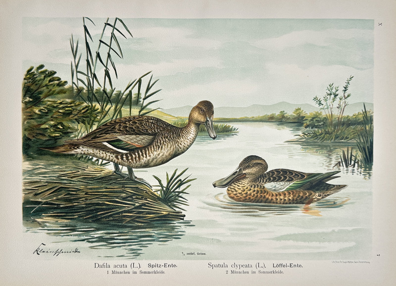 Johann Friedrich Naumann – Ornithological Study of Northern Pintails and Northern Shovelers (1 of 2)