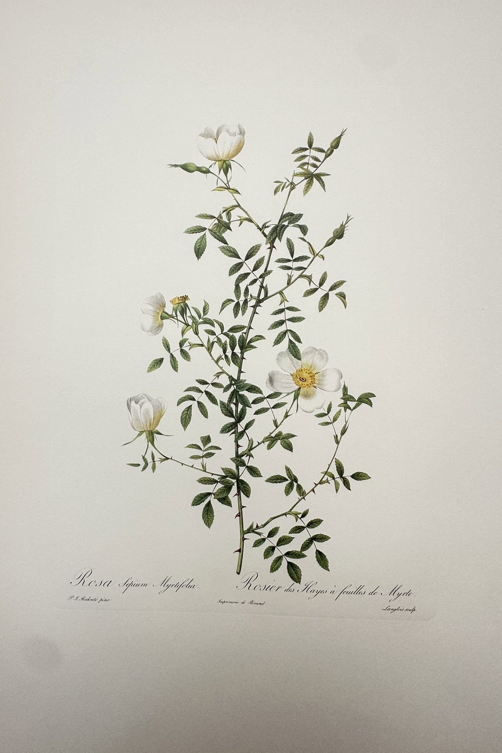 Pierre-Joseph Redouté, after – Botanical Study of a Rose Branch – Offset print (20th Century) (1 of 2)
