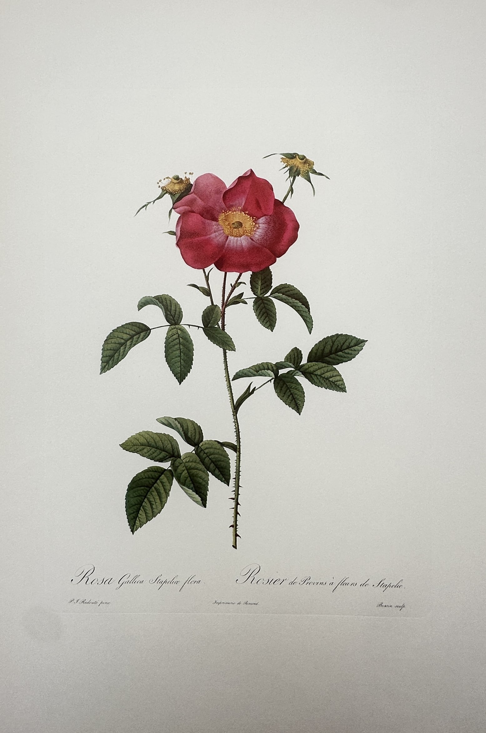 Pierre-Joseph Redouté, after – Botanical Study of a Red Rose – Offset print (20th Century) (1 of 2)
