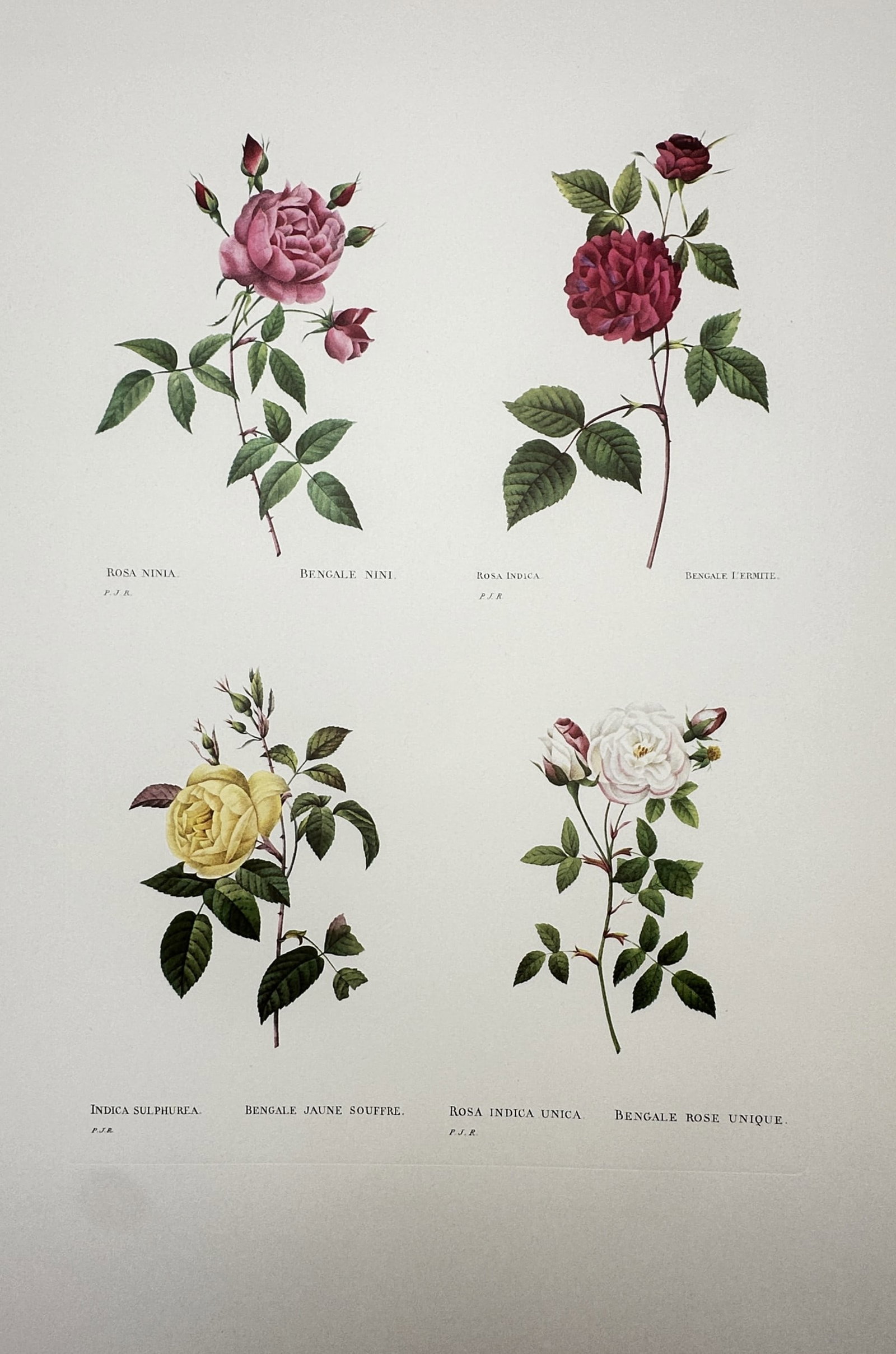 Pierre-Joseph Redouté, after – Botanical Study of Four Rose Varieties – Offset print (20th (1 of 2)