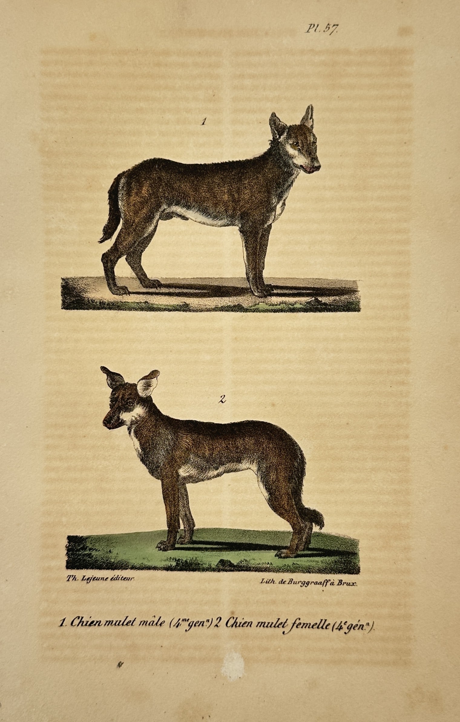Theodore Lejeune – Natural History Study of Male and Female Wolf Dog Hybrids (1 of 2)