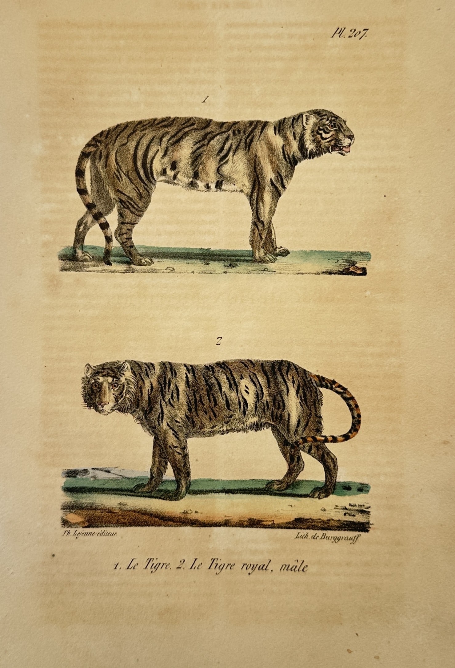 Theodore Lejeune – Natural History Study of Tigers – Hand-coloured lithograph (1828): "Le Tigre, Le Tigre Royal, Mâle" This natural history work features a descriptive zoological study showcasing two distinct tiger specimens standing in profile on small plots of ground. The scientific
