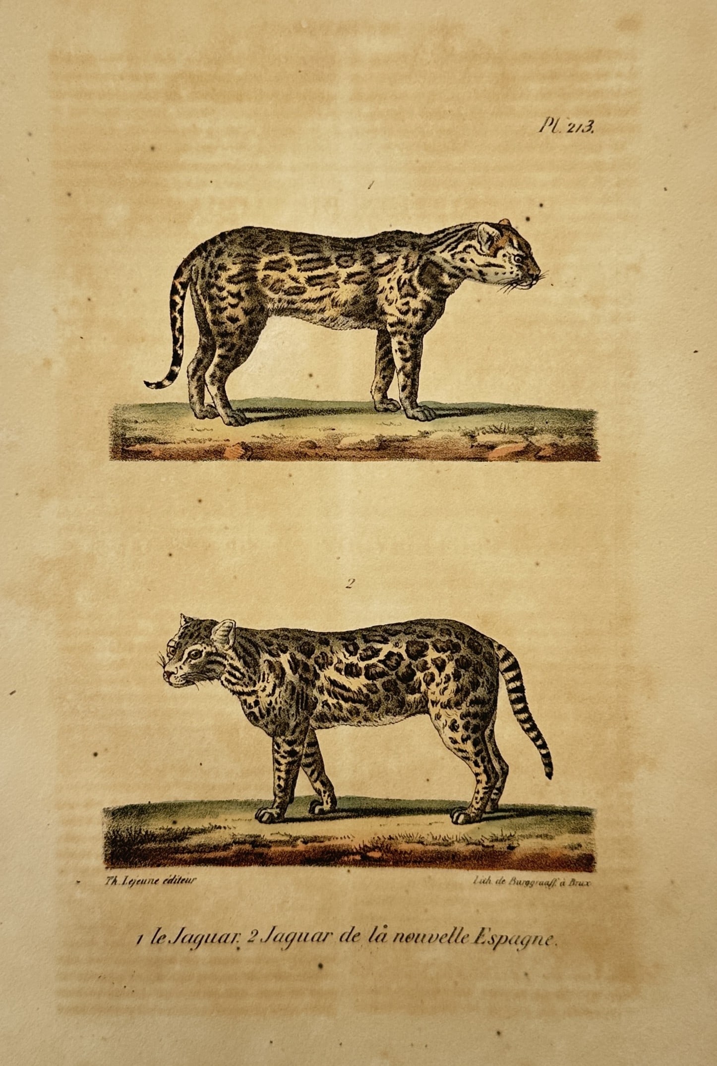 Theodore Lejeune – Natural History Study of Jaguars – Hand-coloured lithograph (1828) (1 of 2)
