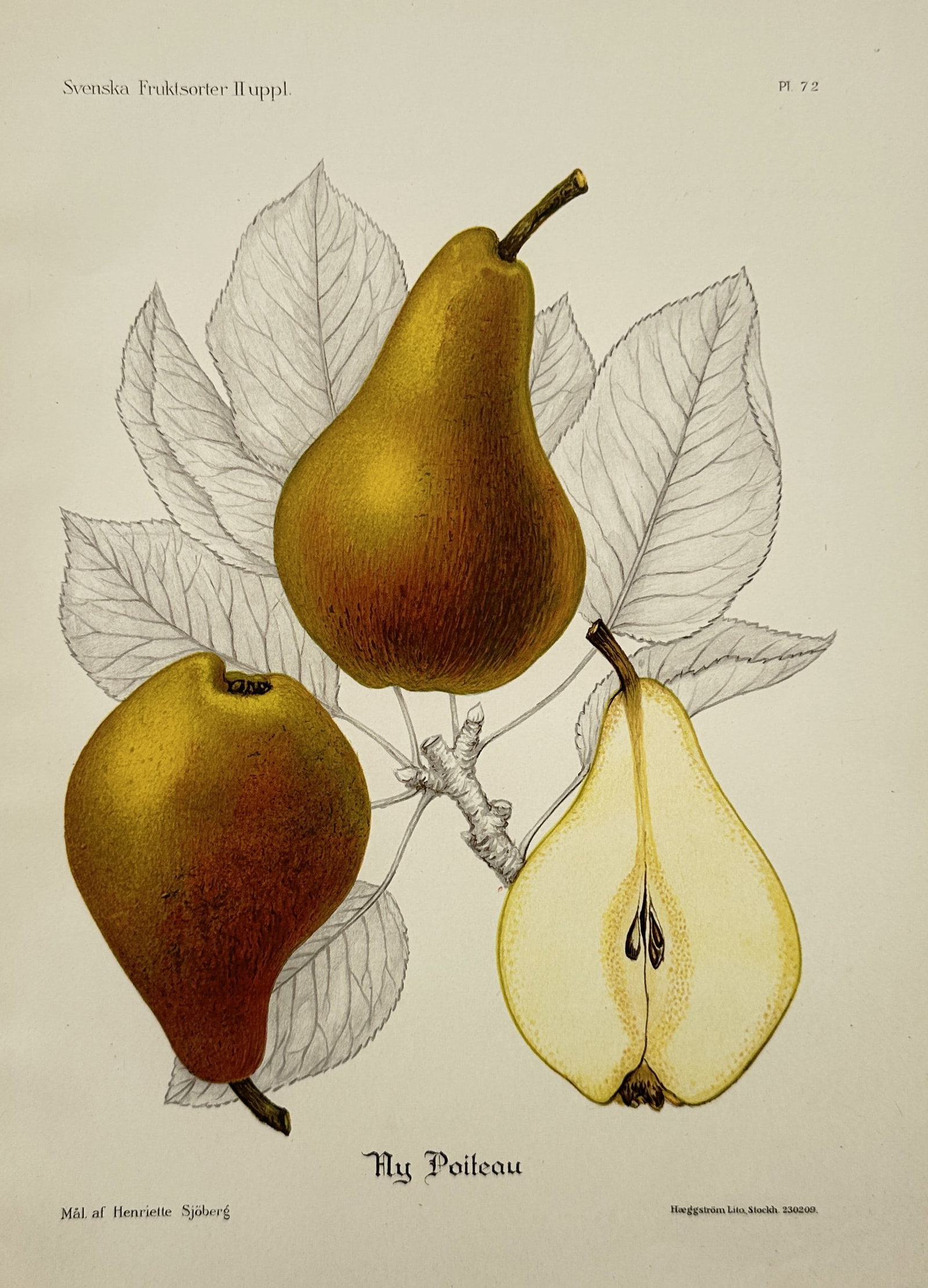 Henriette Sjöberg (1842–1915) – Botanical Study of Pears – Lithograph (20th Century): "Ny Poiteau" This botanical work features a detailed pomological study showcasing three pears on a single stem cluster, depicting two whole fruits in rich golden and reddish-brown hues alongside a ver
