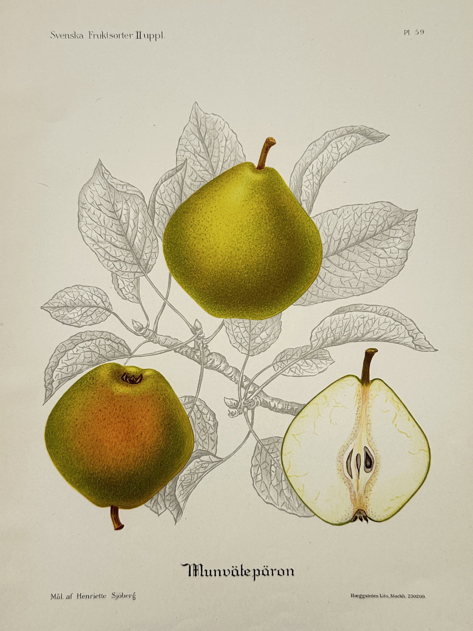 Henriette Sjöberg (1842–1915) – Botanical Study of Pears – Lithograph (20th Century) (1 of 2)