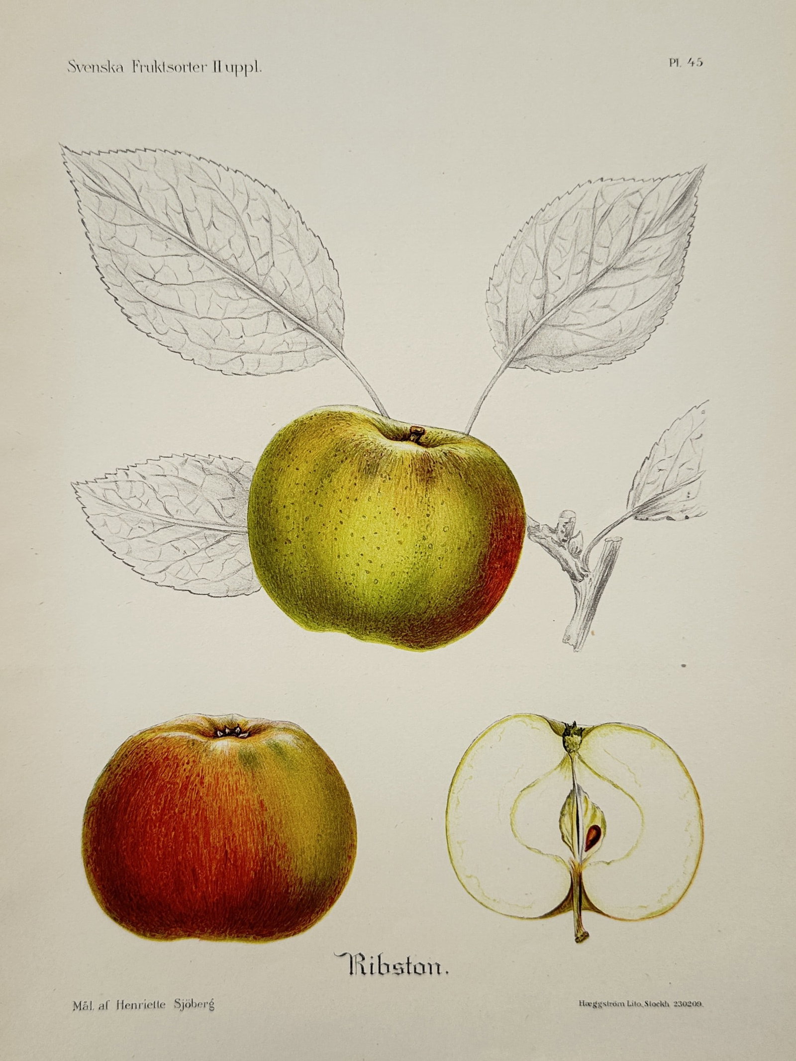 Henriette Sjöberg (1842–1915) – Botanical Study of Apples – Lithograph (20th Century): "Ribston" This botanical work features a detailed pomological study showcasing three apples on a single stem cluster, depicting two whole fruits in rich green, yellow, and reddish-orange hues alongsid