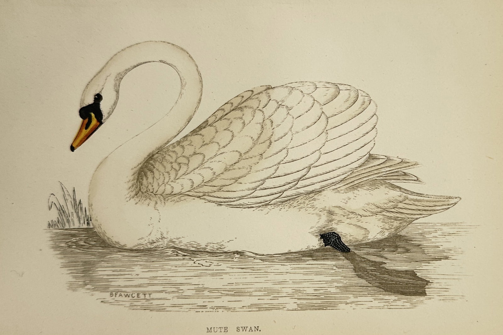 Francis Orpen Morris (1810–1893) – Ornithological Study of a Mute Swan – Wood engraving (1851) (1 of 2)