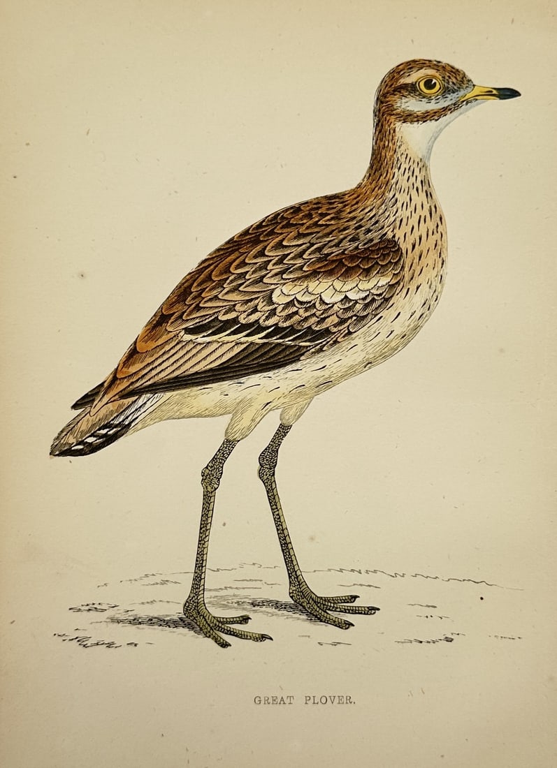 Francis Orpen Morris (1810–1893) – Ornithological Study of a Great Plover – Wood engraving (1 of 2)