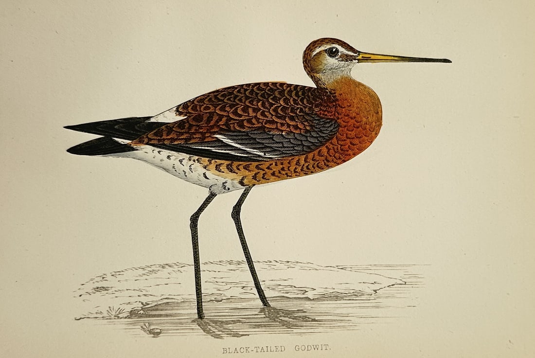 Francis Orpen Morris (1810–1893) – Ornithological Study of a Black-Tailed Godwit – Wood: "Black-Tailed Godwit" This natural history work features a descriptive ornithological study showcasing a wading bird with distinctive reddish-orange plumage on its breast and intricate dark patterning