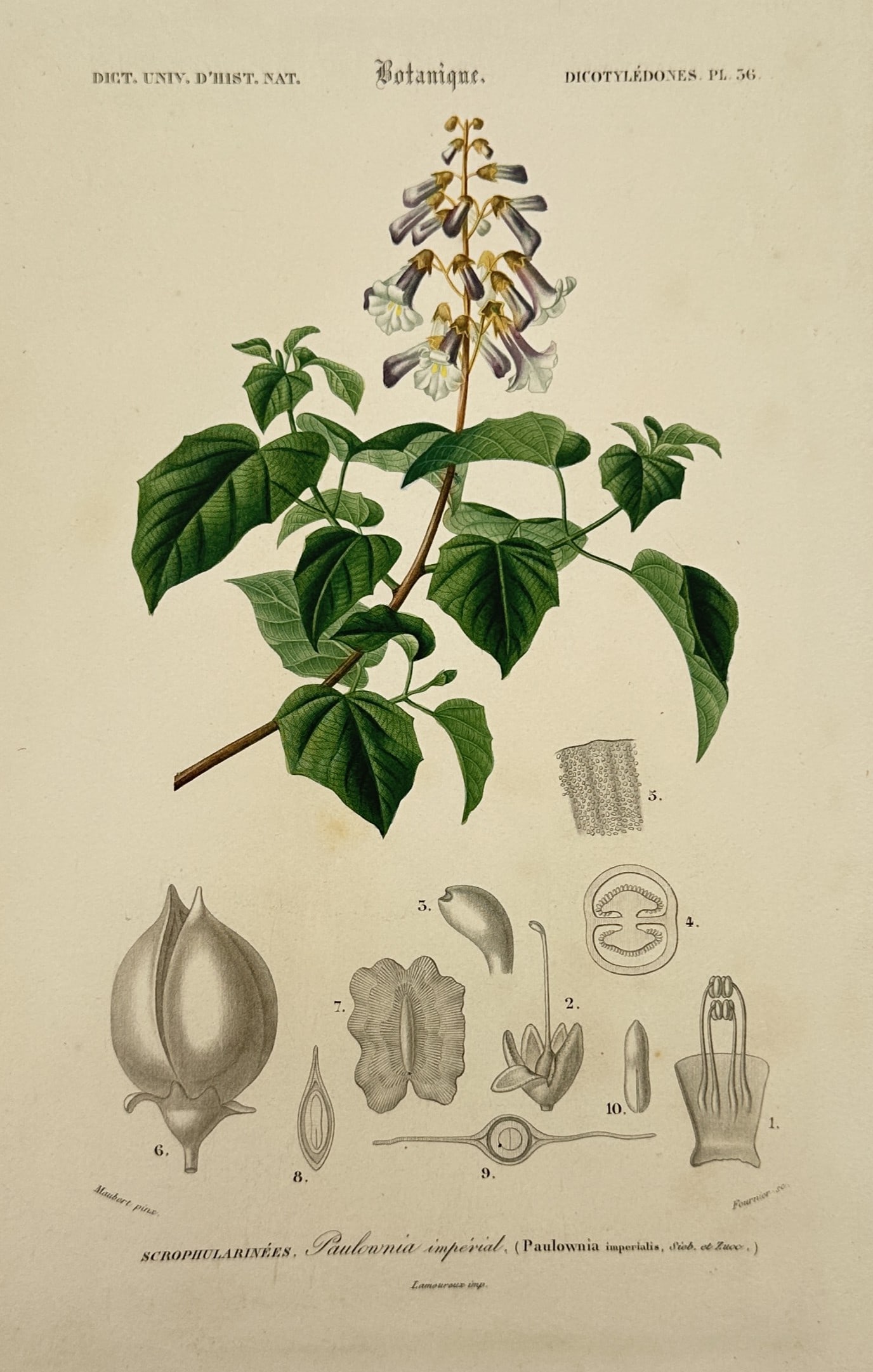 Charles d'Orbigny – Botanical Study of Paulownia Imperialis – Hand-coloured steel engraving (1 of 2)