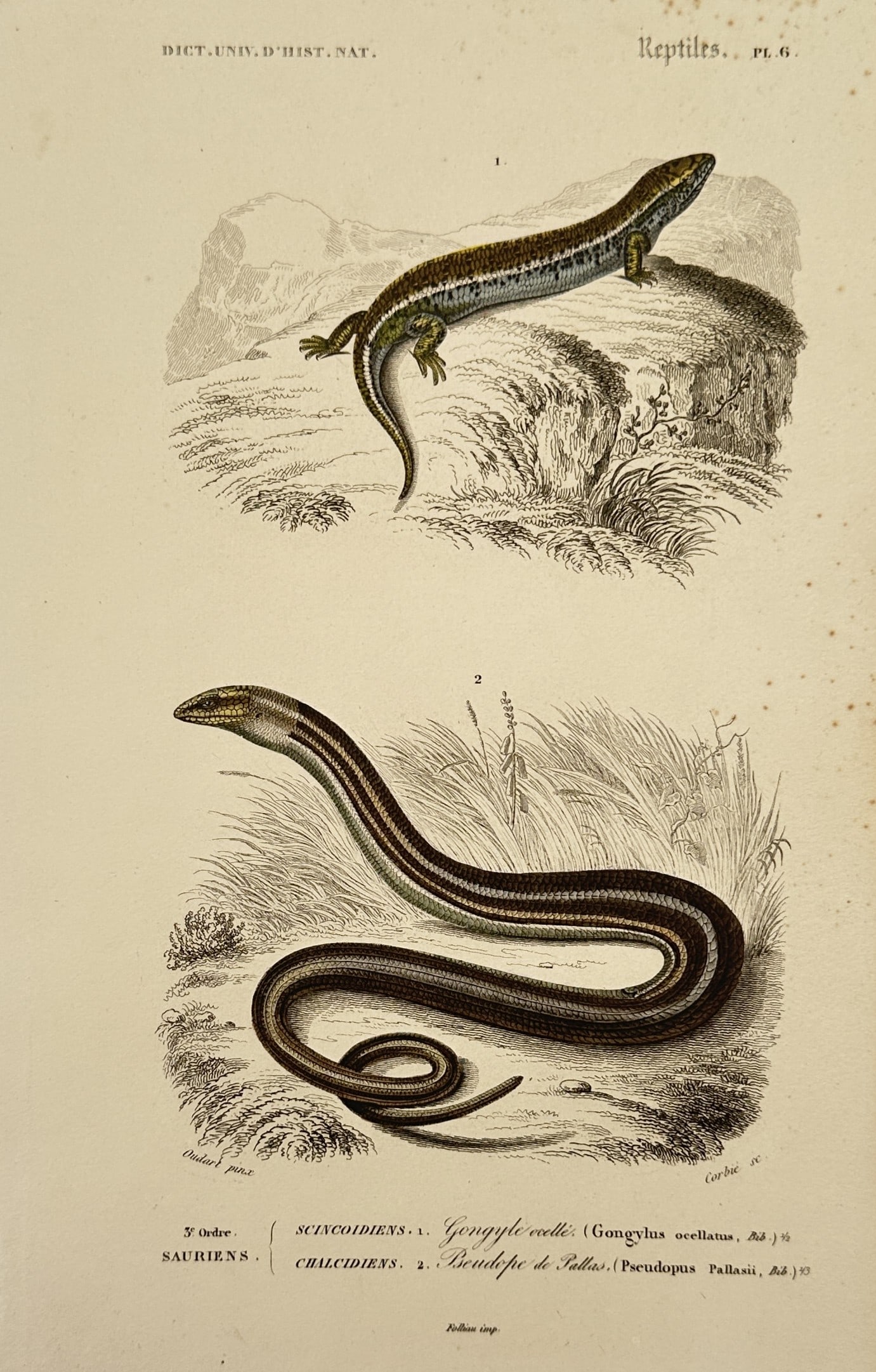 Charles d'Orbigny – Herpetological Study of Lizards – Hand-coloured steel engraving (1849) (1 of 2)