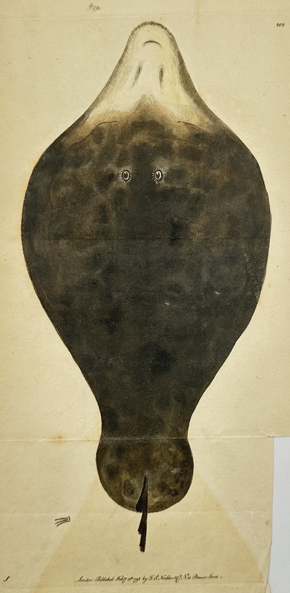 Frederick Polydore Nodder – Natural History Study of an Electric Ray (1 of 2)