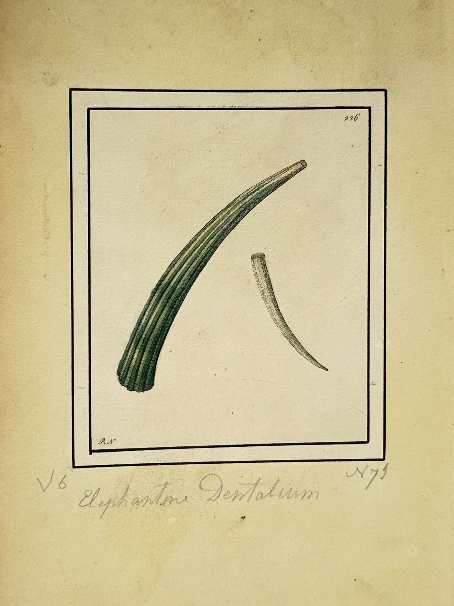 Frederick Polydore Nodder – Conchological Study of Elephantine Dentalium (1 of 2)
