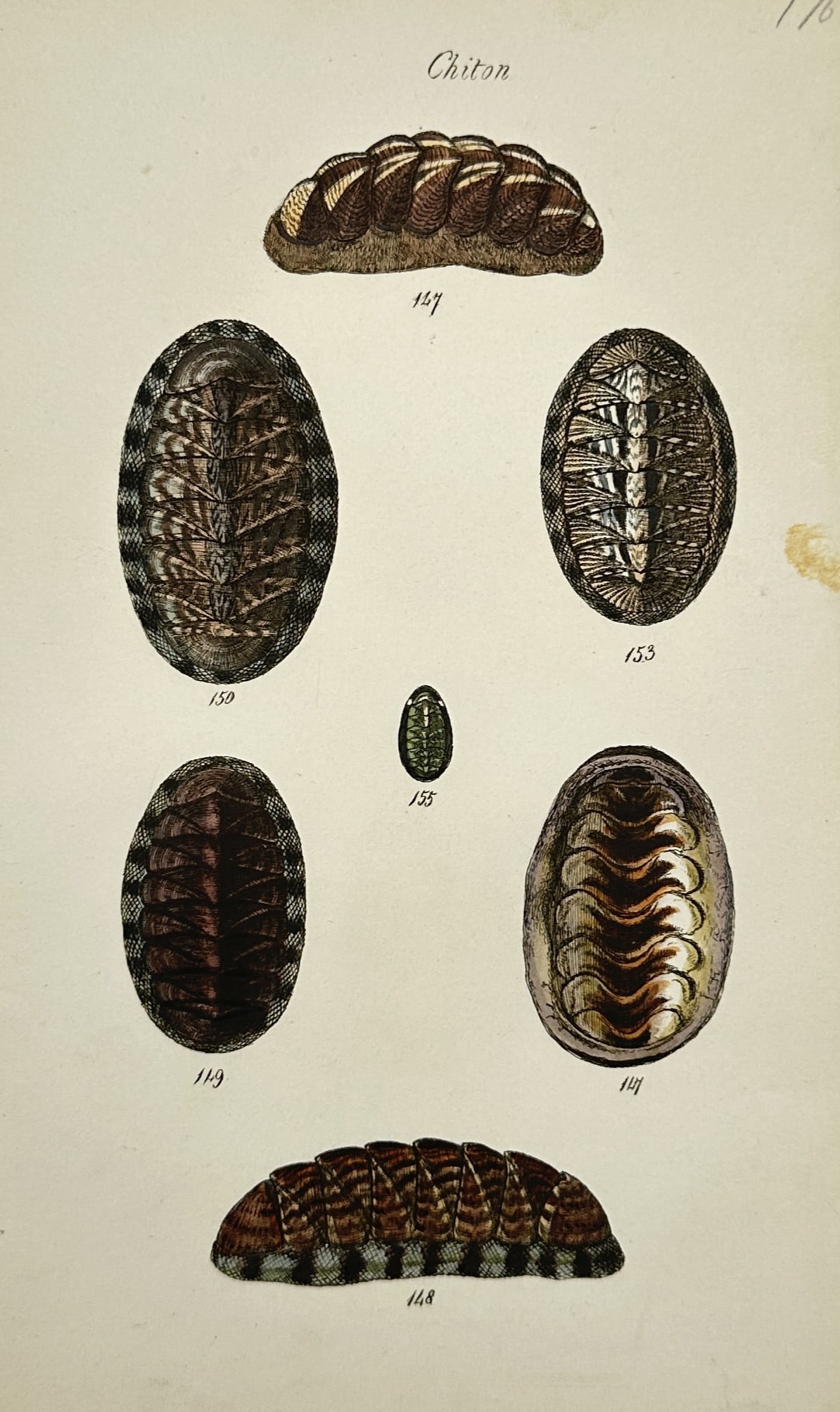 George Brettingham Sowerby I – Conchological Study of Chitons – Hand-coloured copper engraving (1 of 2)