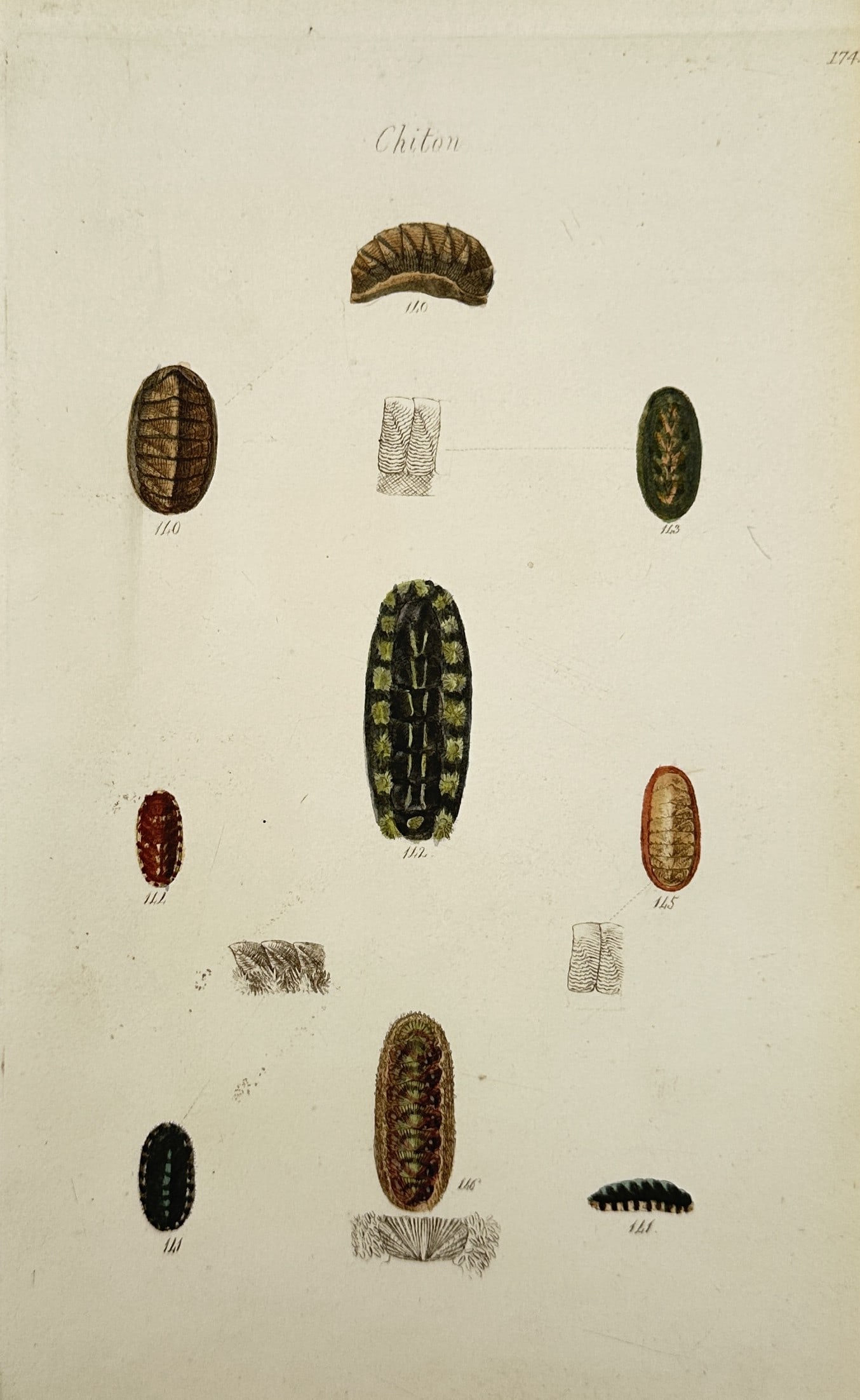 George Brettingham Sowerby I – Conchological Study of Chitons – Hand-coloured copper engraving: "Chiton" This conchological work features a detailed scientific study showcasing an arrangement of several distinct chiton specimens, illustrating a variety of multi-valved marine mollusks in differen