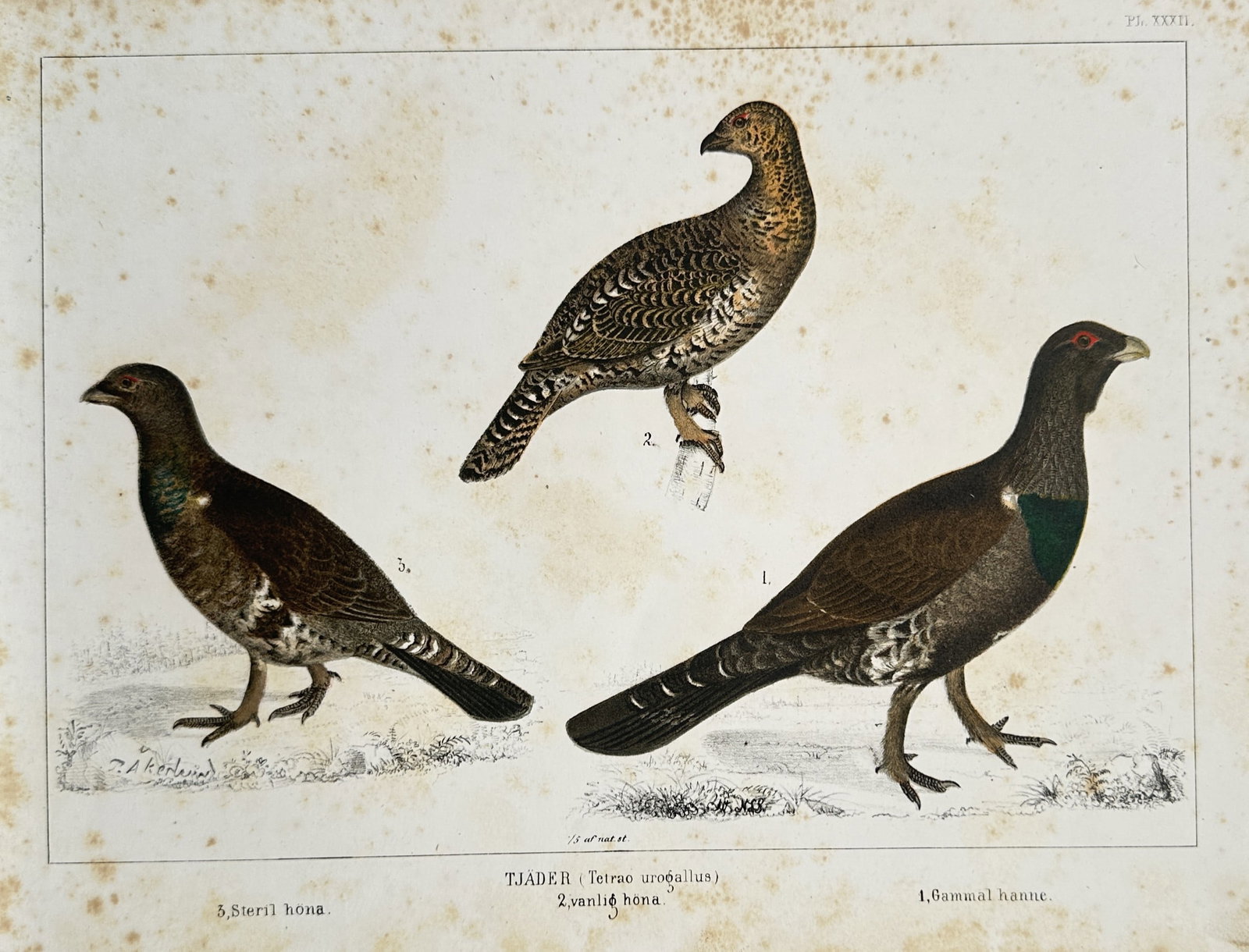 Peter Åkerlund – Ornithological Study of Western Capercaillies – Lithograph (19th Century) (1 of 2)