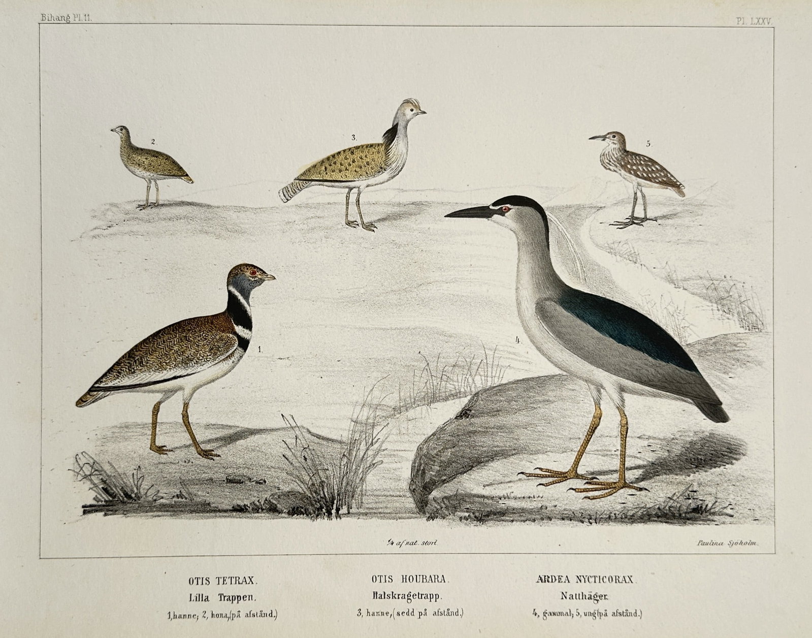 Peter Åkerlund (1823–1863) – Ornithological Study of Bustards and Night Herons – Lithograph (1 of 2)