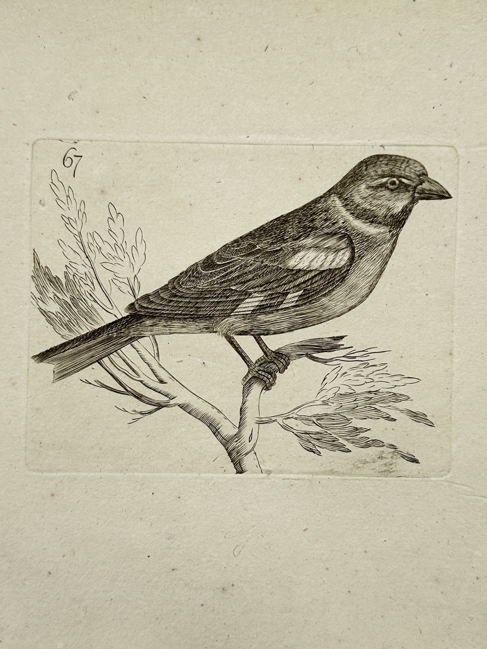 Francis Willughby (1635–1672) – Ornithological Study of a Finch – Copper engraving (1676): The Finch This natural history print features a descriptive ornithological study showcasing a detailed songbird perched upon a branch with stylized leafy foliage, rendered with intricate linear linewo