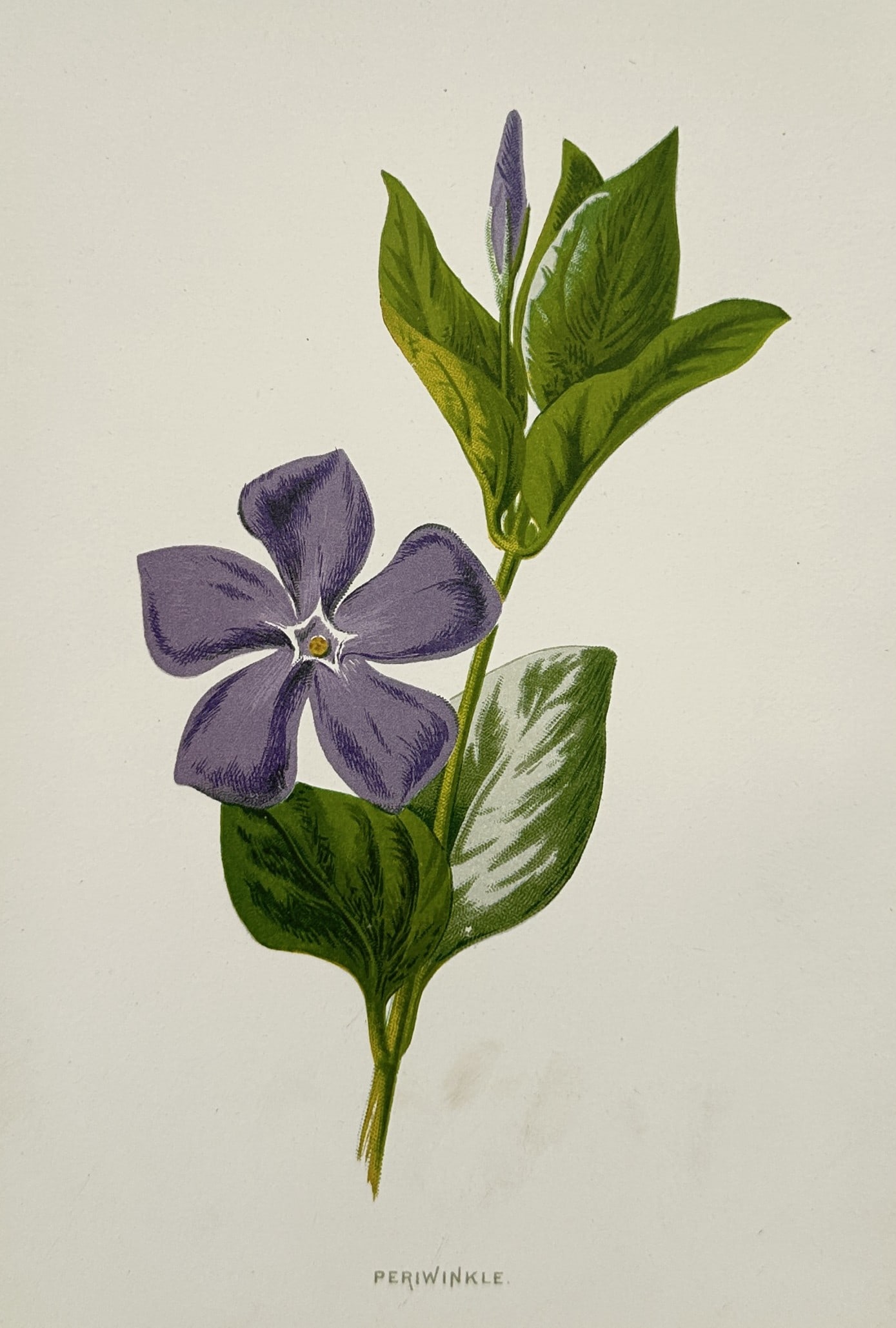 Frederick Edward Hulme (1841–1909) – Botanical Study of a Periwinkle – Chromolithograph (1 of 2)