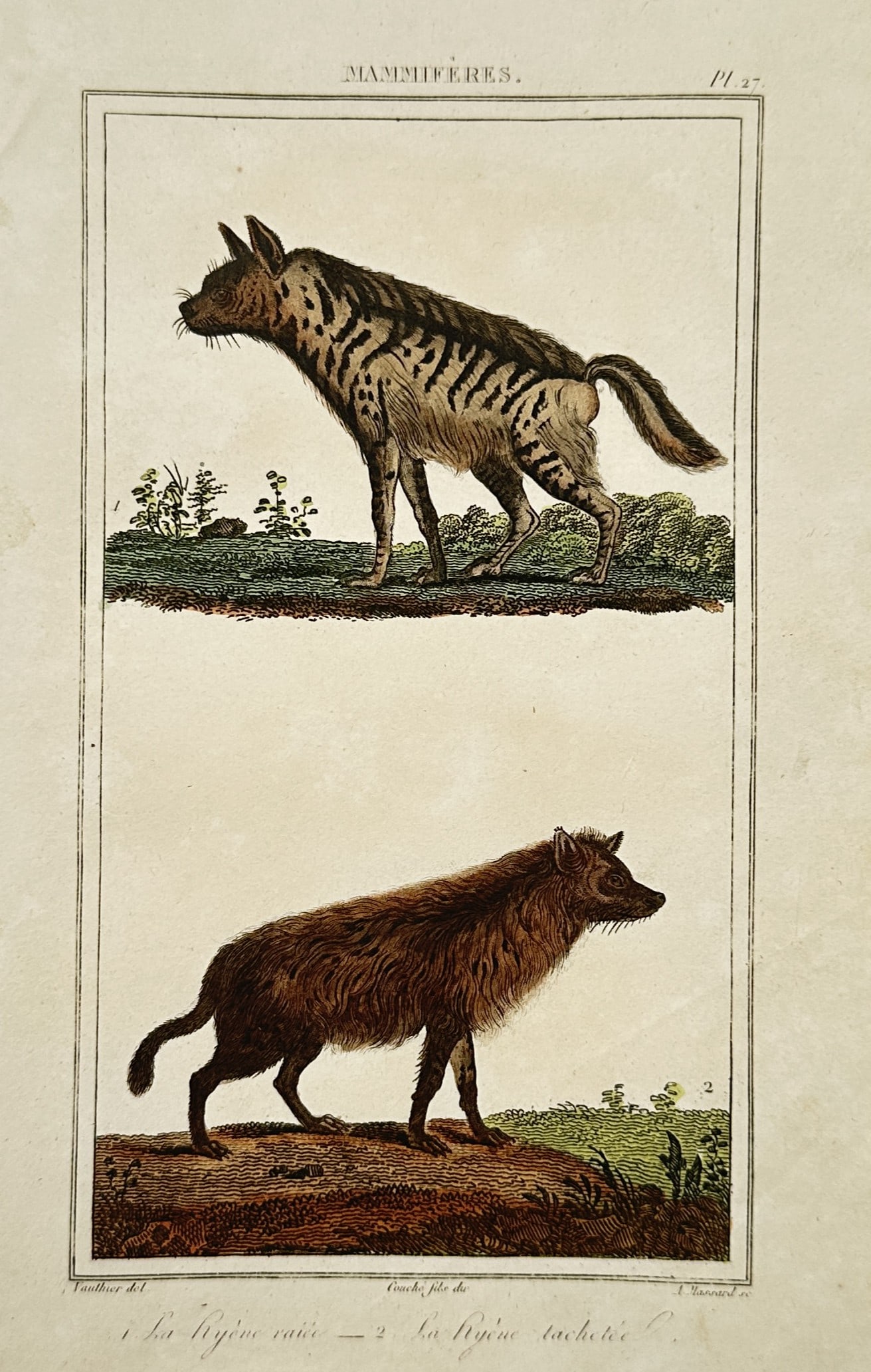Georges-Louis Leclerc, Comte de Buffon – Zoological Study of Hyenas – Hand-coloured engraving: La Hyène Rayée, La Hyène Tachetée This natural history work features a detailed zoological study showcasing two distinct species of hyenas positioned within framed rectangular borders across a spa