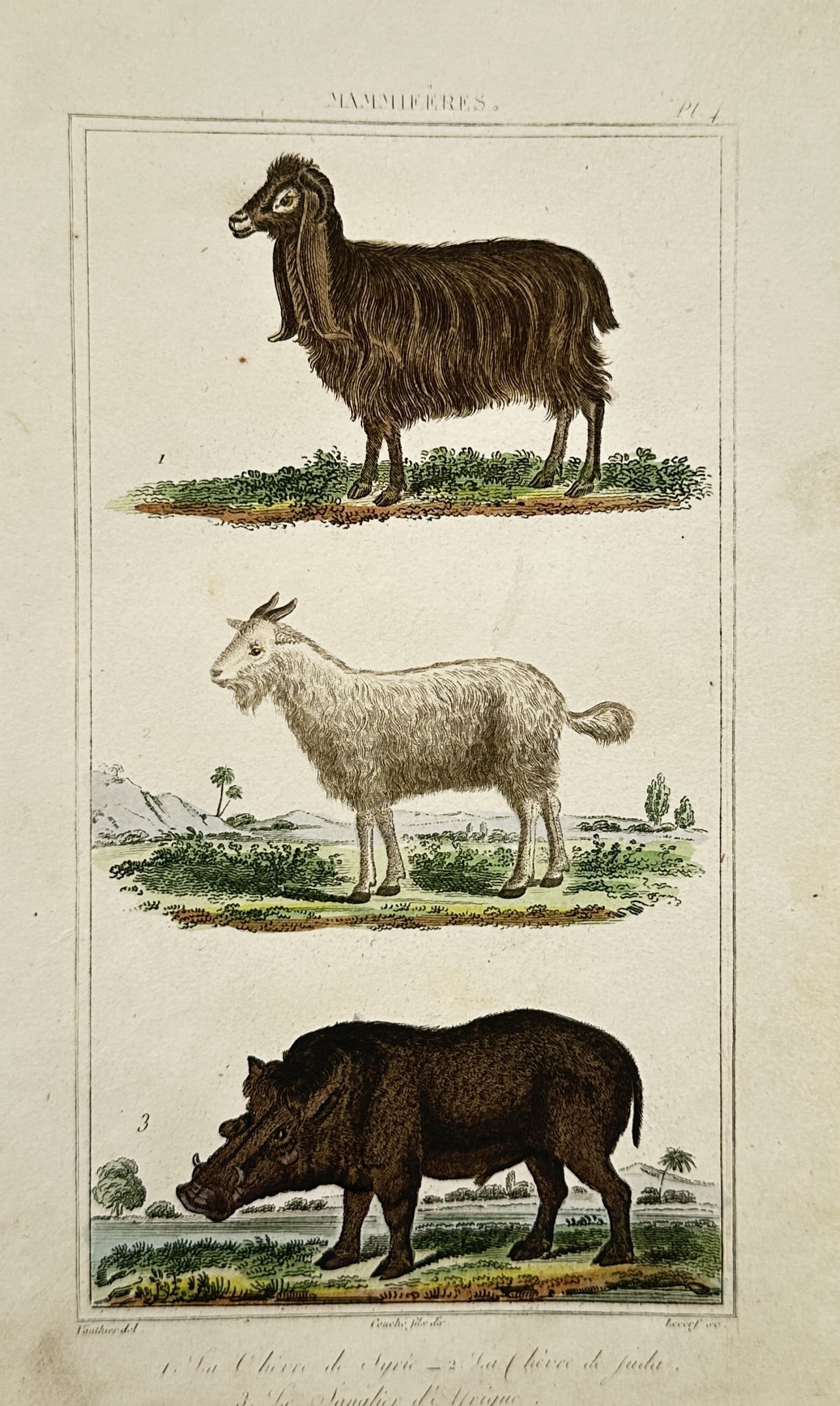 Georges-Louis Leclerc, Comte de Buffon – Zoological Study of Domesticated and Wild Mammals: La Chèvre de Juda, Le Sanglier d'Afrique This natural history work features a detailed zoological study showcasing three different mammals positioned within framed rectangular borders across light gr