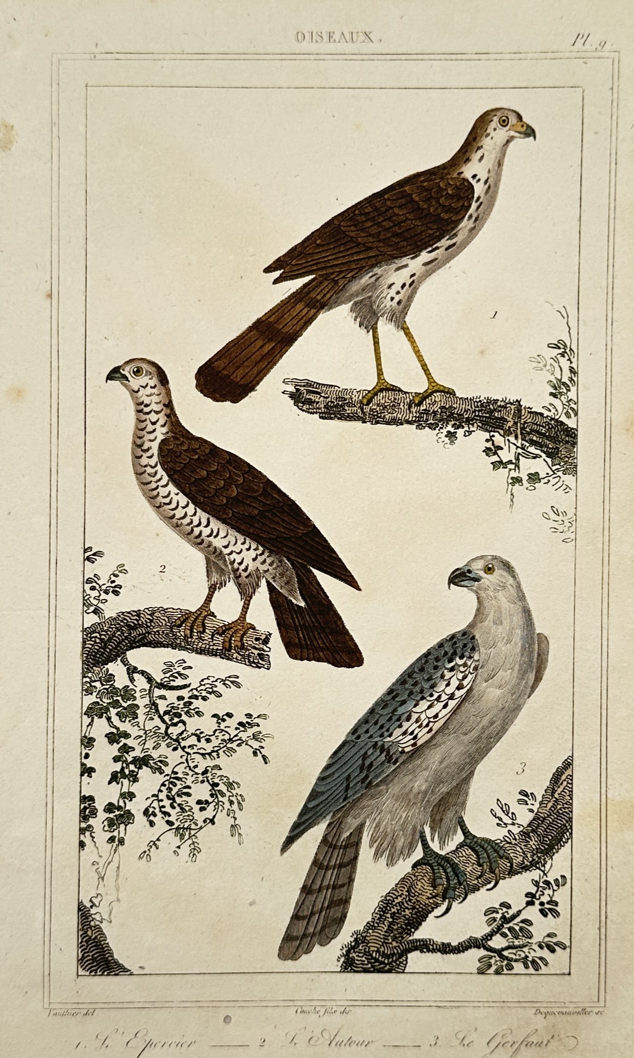 Georges-Louis Leclerc, Comte de Buffon – Ornithological Study of Birds of Prey: L'Epervier, L'Autour, Le Gerfaut This natural history work features a detailed ornithological study showcasing three distinct birds of prey arranged within a clean rectangular border, depicting a spar