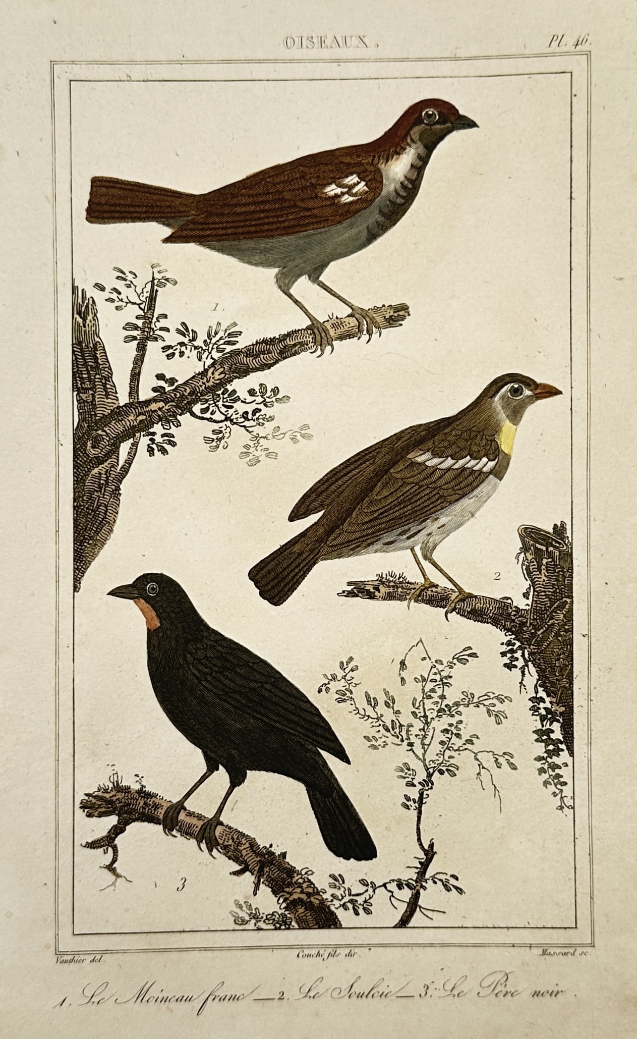 Georges-Louis Leclerc, Comte de Buffon – Ornithological Study of Passeri Birds: Le Moineau Franc, Le Soulcie, Le Père Noir This natural history work features a detailed ornithological study showcasing three distinct passerine birds arranged within a clean rectangular border, dep