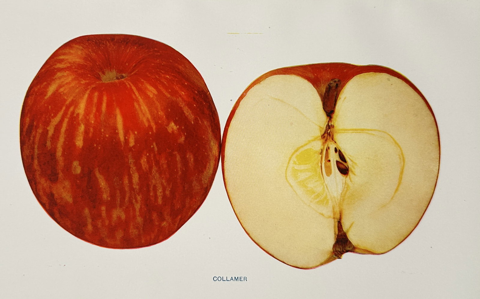 Spencer Ambrose Beach (1860–1922) – Botanical Study of a Collamer Apple – Lithograph (1 of 2)