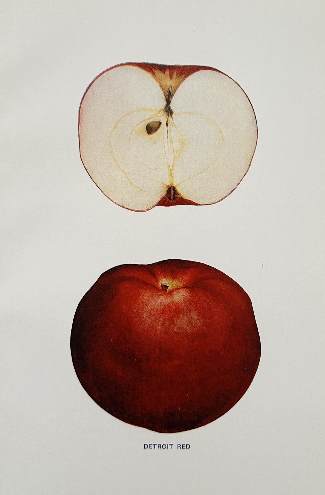 Spencer Ambrose Beach (1860–1922) – Botanical Study of a Detroit Red Apple – Lithograph (1 of 2)