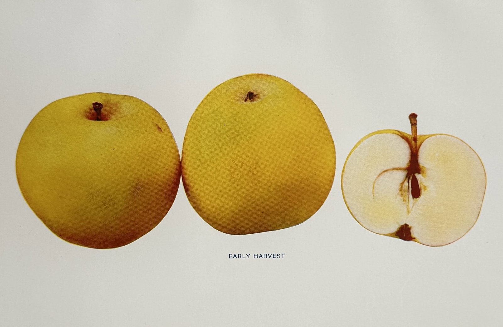 Spencer Ambrose Beach (1860–1922) – Botanical Study of an Early Harvest Apple – Lithograph (1 of 2)