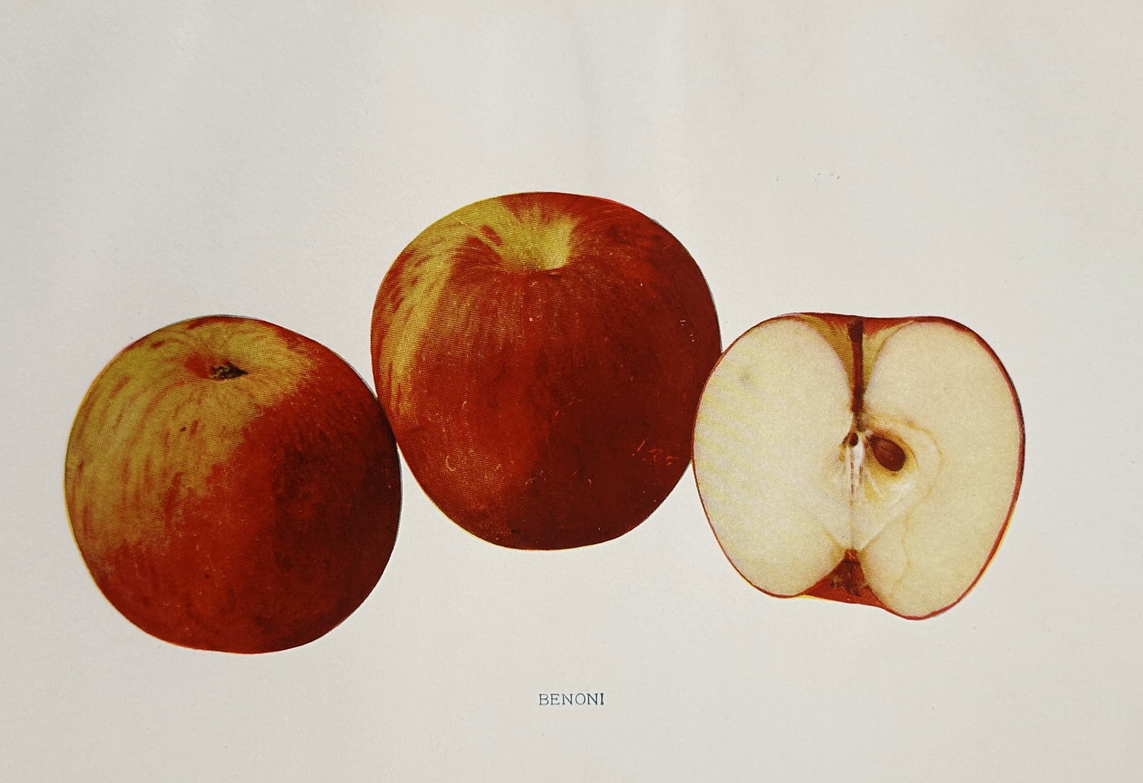 Spencer Ambrose Beach (1860–1922) – Botanical Study of a Benoni Apple – Lithograph (1 of 2)