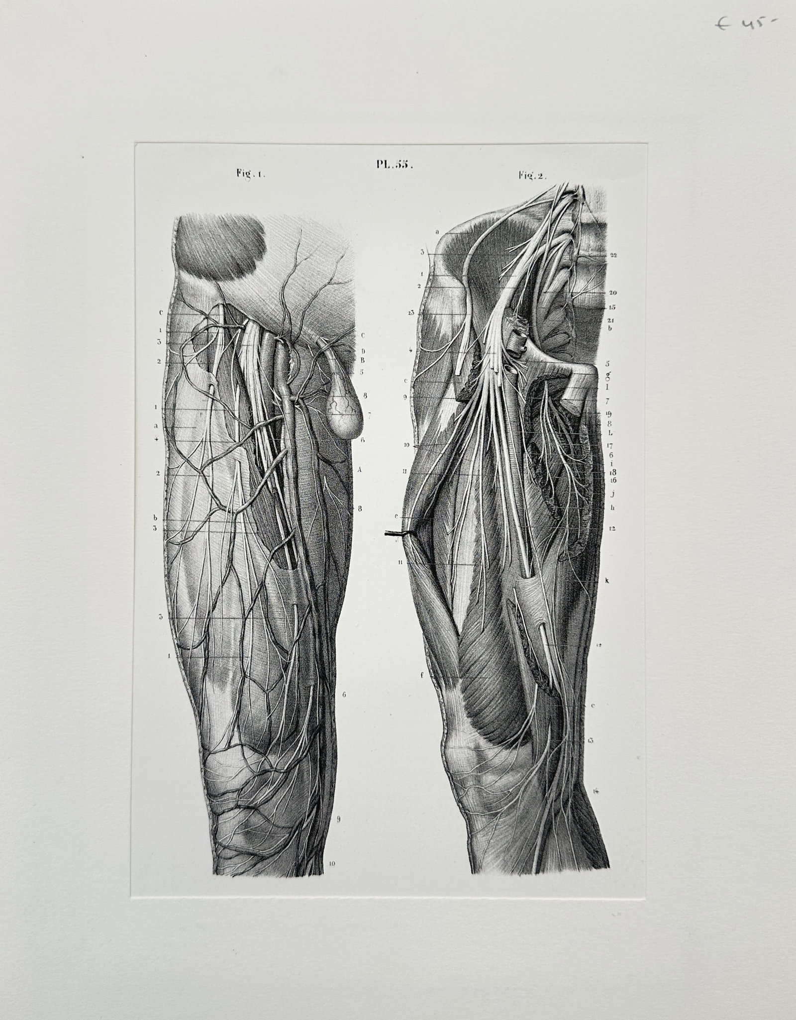 Jean-Baptiste Léveillé – Anatomical Study of the Lower Limb Muscles and Nerves – Lithograph (1 of 2)