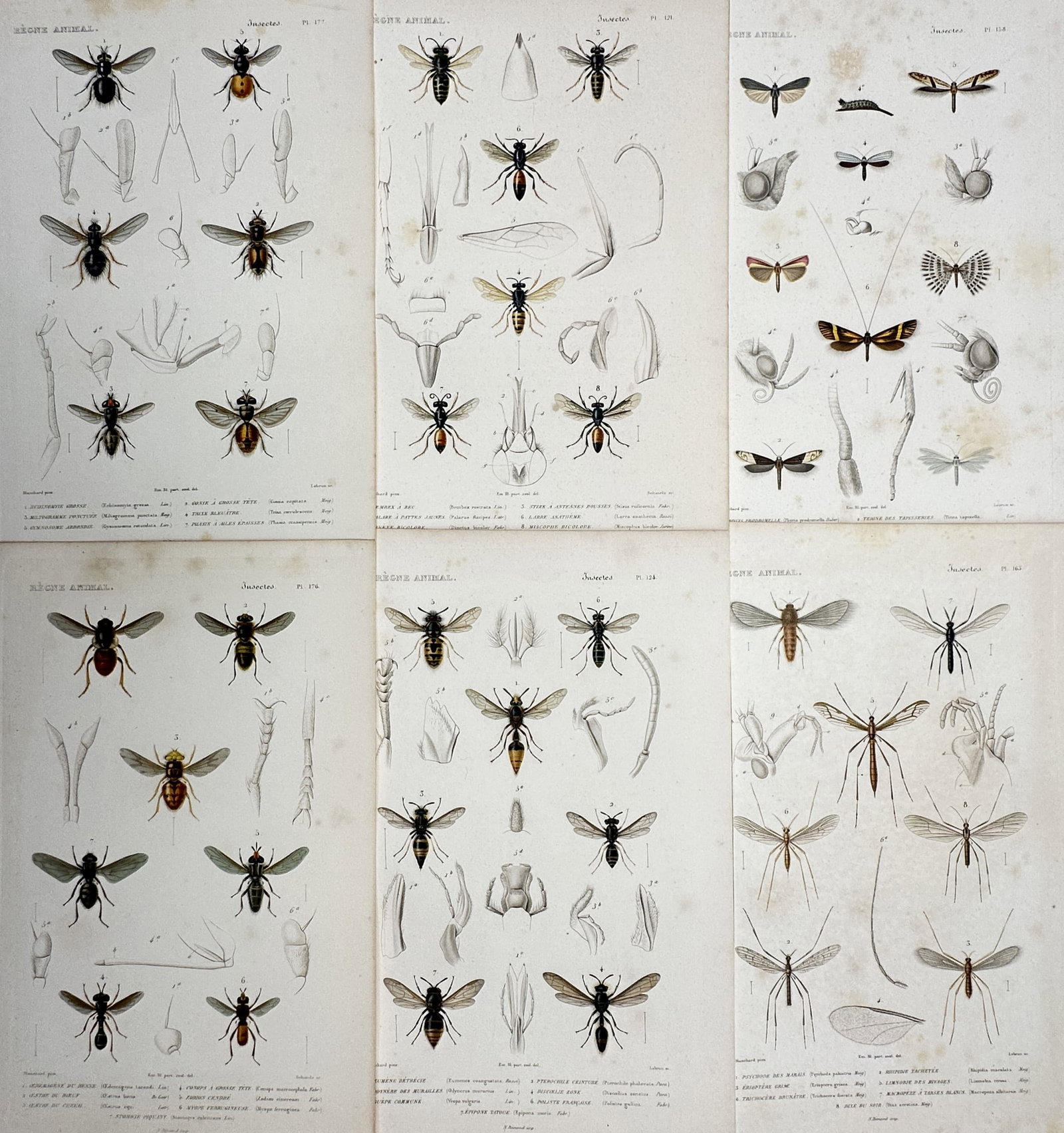 Georges Cuvier – Set of 6: Various Insects (Hymenoptera & Diptera) – Hand-colored Engraving (1 of 2)