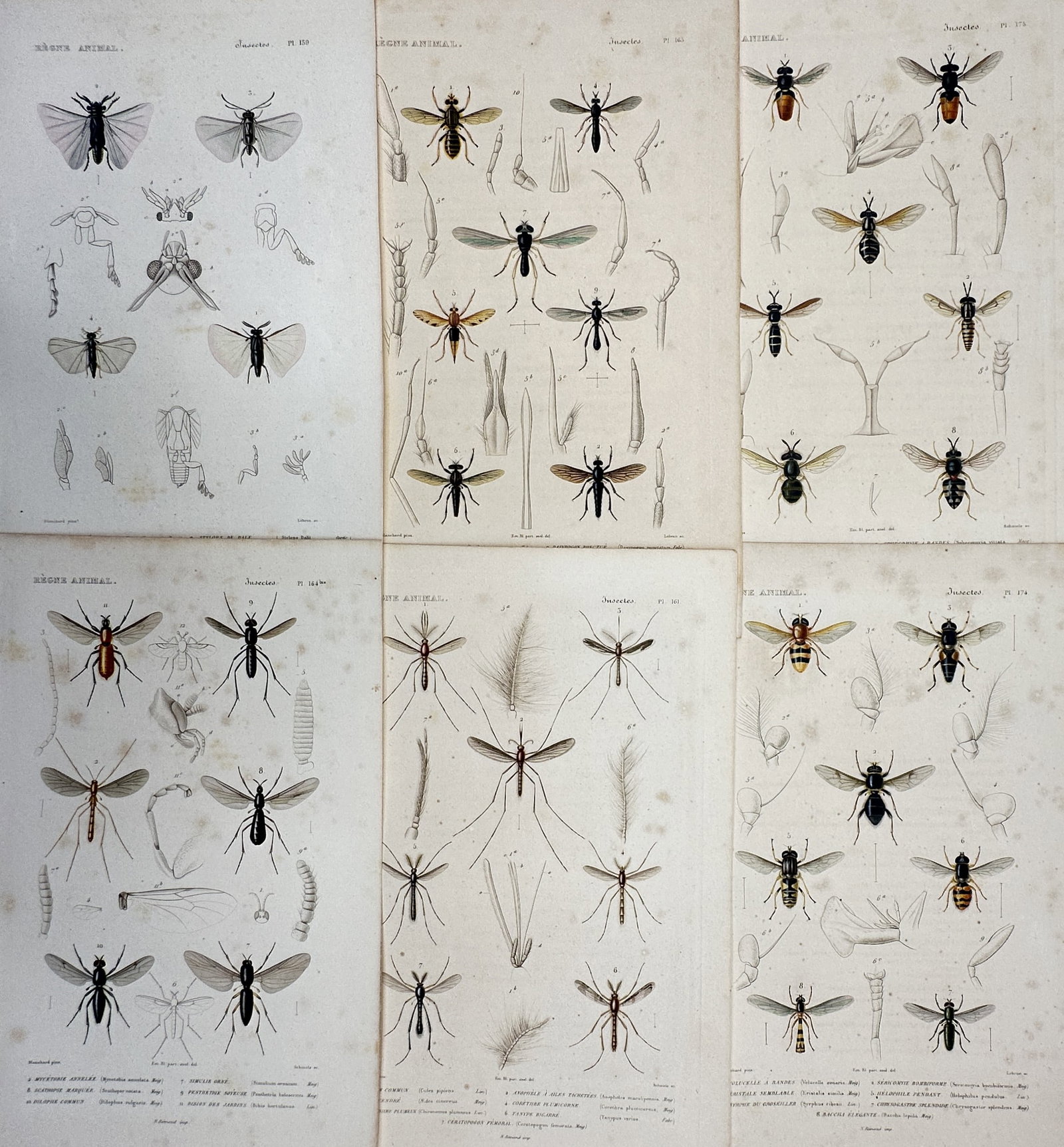 Georges Cuvier (1769–1832) – Set of 6: Various Insects (Diptera) – Hand-colored Engraving (1 of 2)