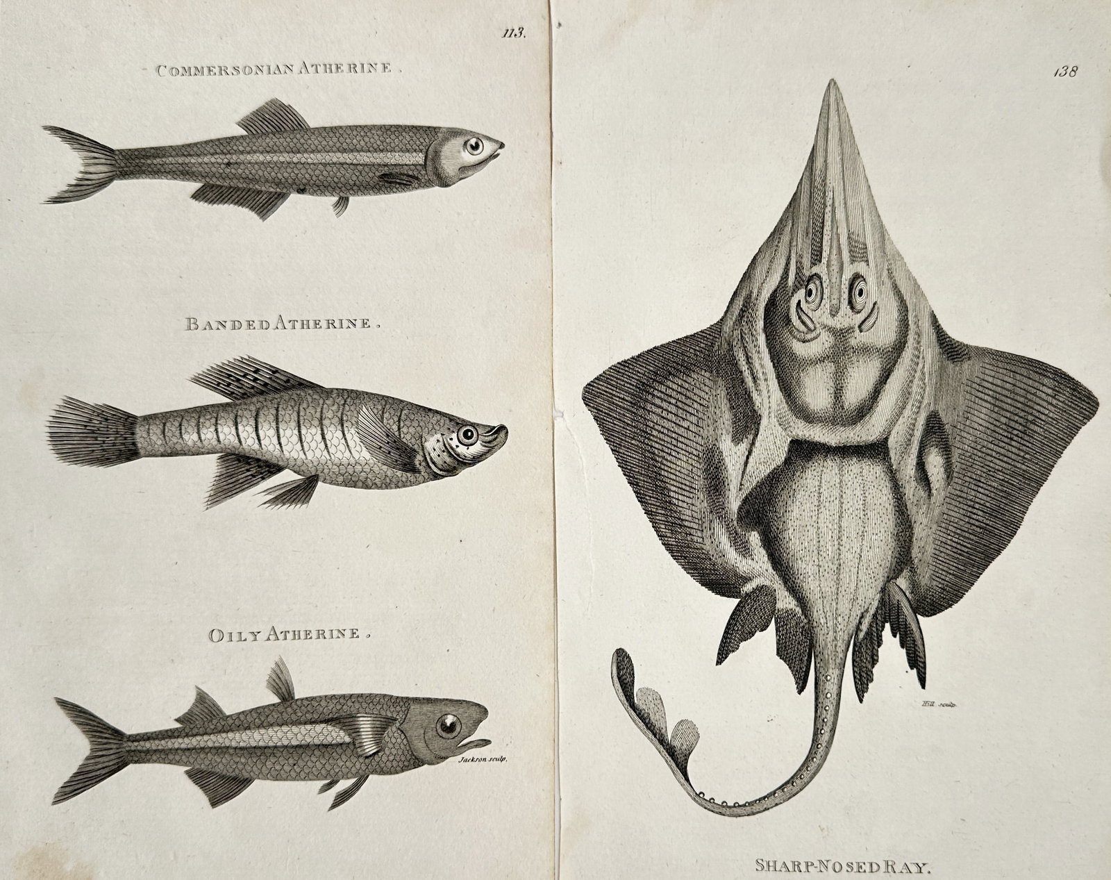 George Shaw (1751–1813) – Set of 2: Various Fishes (Atherine & Ray) – Copperplate Engraving: This monumental zoological work features a highly detailed set of two ichthyological plates showcasing various species of fishes, depicting complex anatomical details, scale patterns, fin structures, 