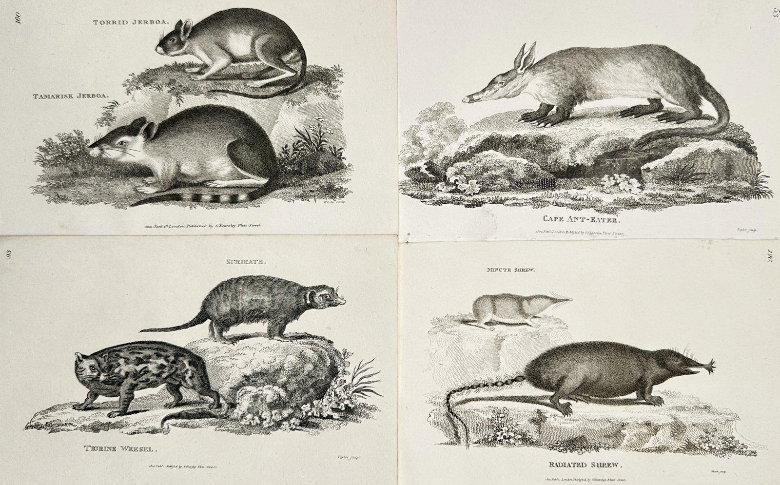 George Shaw (1751–1813) – Set of 4: Various Mammals (Quadrupeds) – Copperplate Engraving (1 of 2)