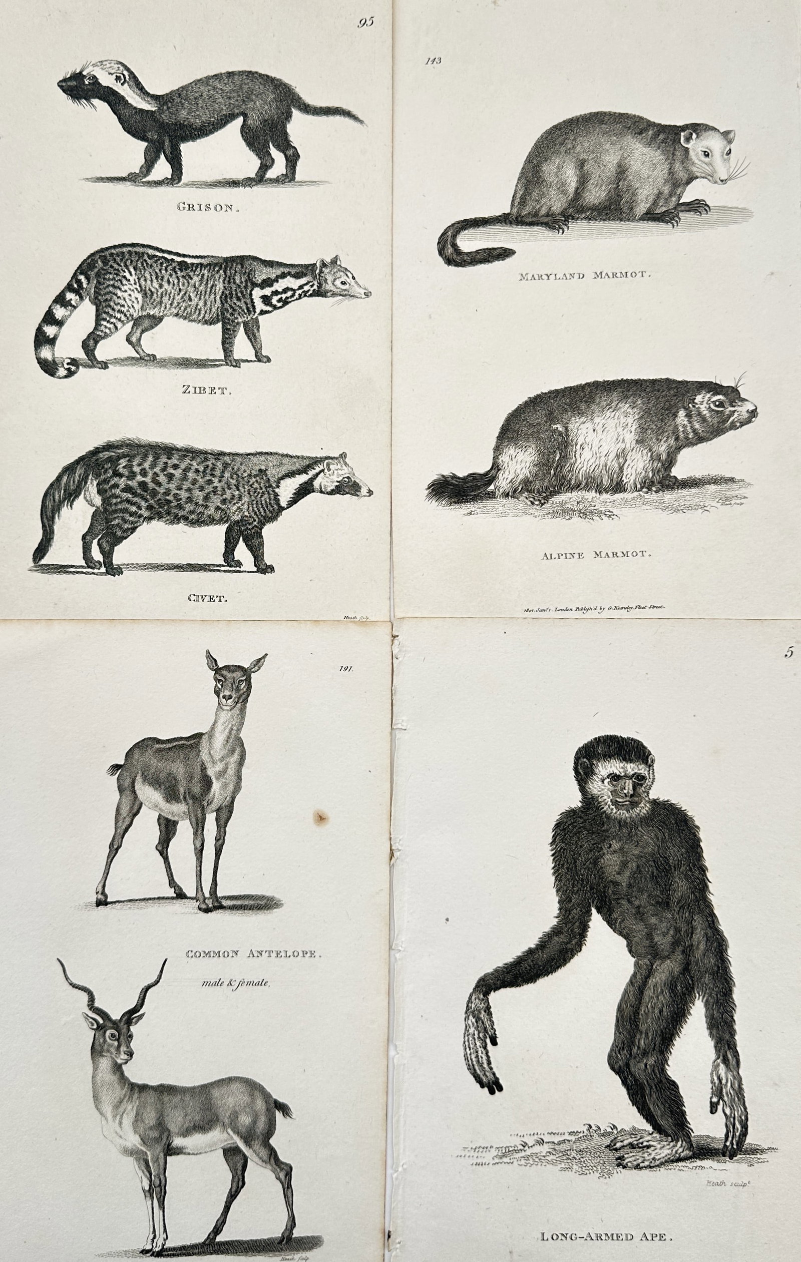 George Shaw (1751–1813) – Set of 4: Various Mammals (Quadrupeds) – Copperplate Engraving (1 of 2)