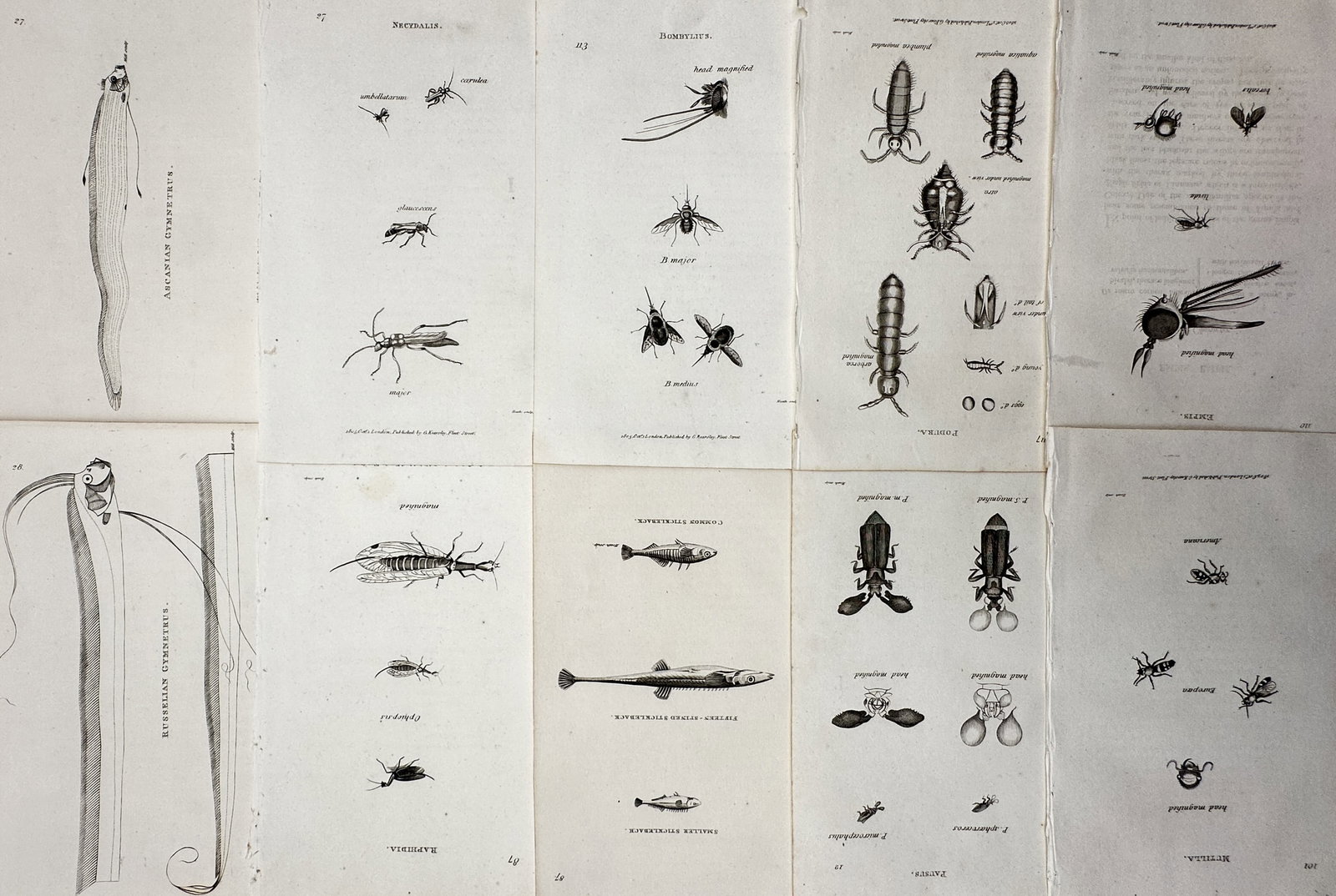 George Shaw (1751–1813) – Set of 10: Various Insects & Fishes – Copperplate Engraving: This monumental zoological work features a highly detailed set of ten mixed plates showcasing various species of insects and fishes, depicting complex anatomical details, wing venation, fin structures